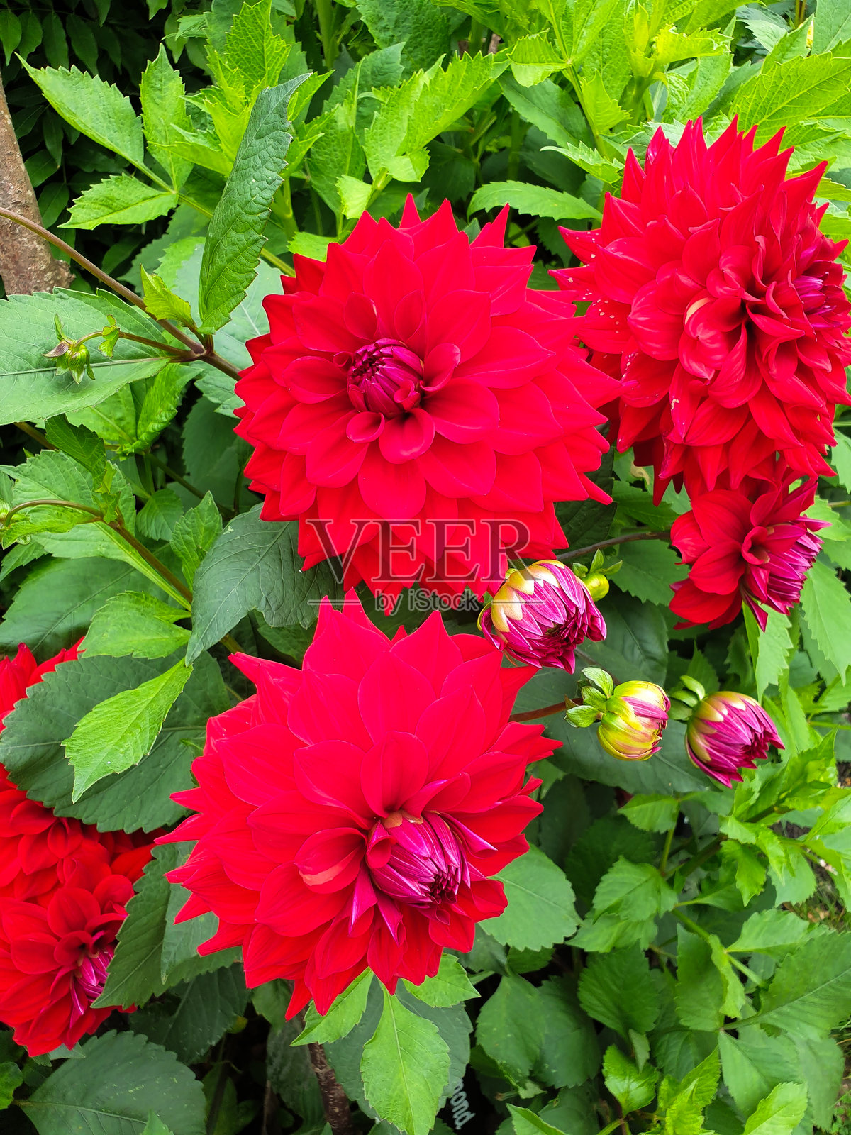 德比郡（英国）花园中盛开的大丽花照片摄影图片