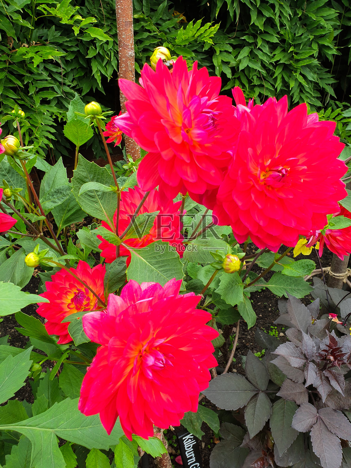 德比郡（英国）花园中盛开的大丽花照片摄影图片