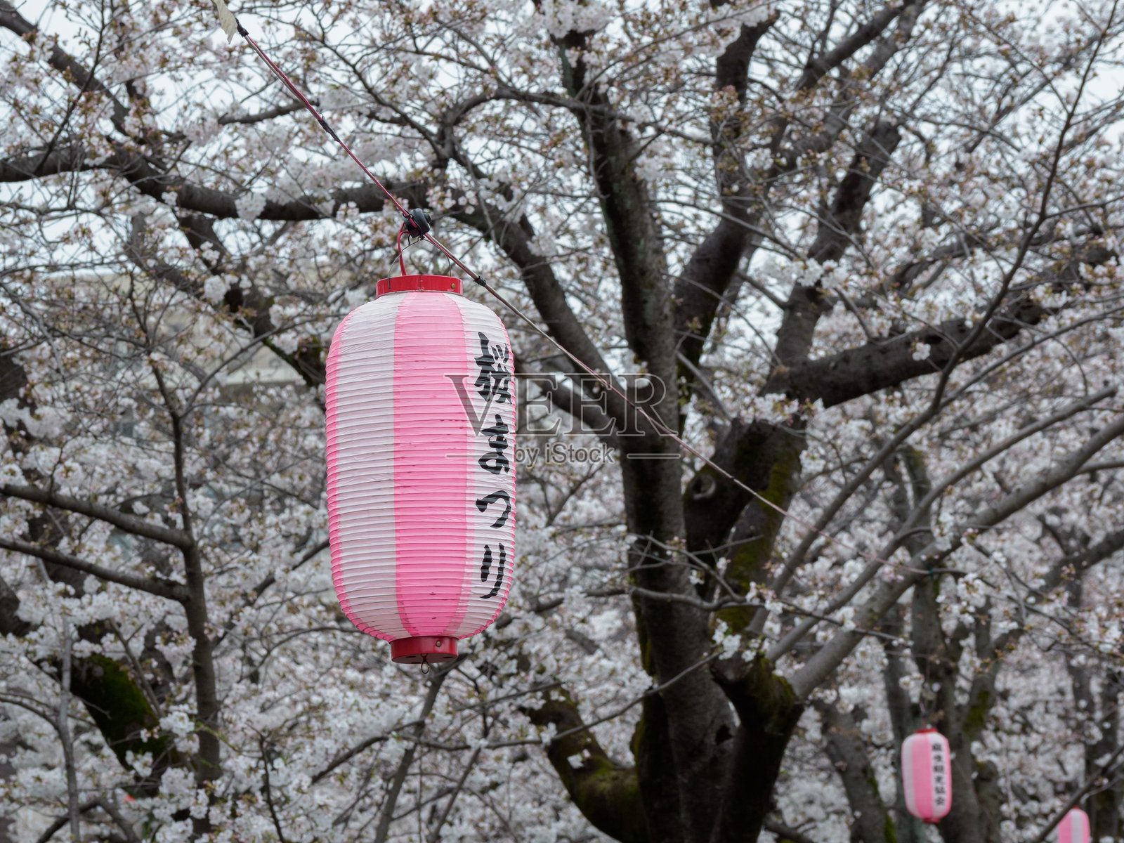灯笼与樱花照片摄影图片