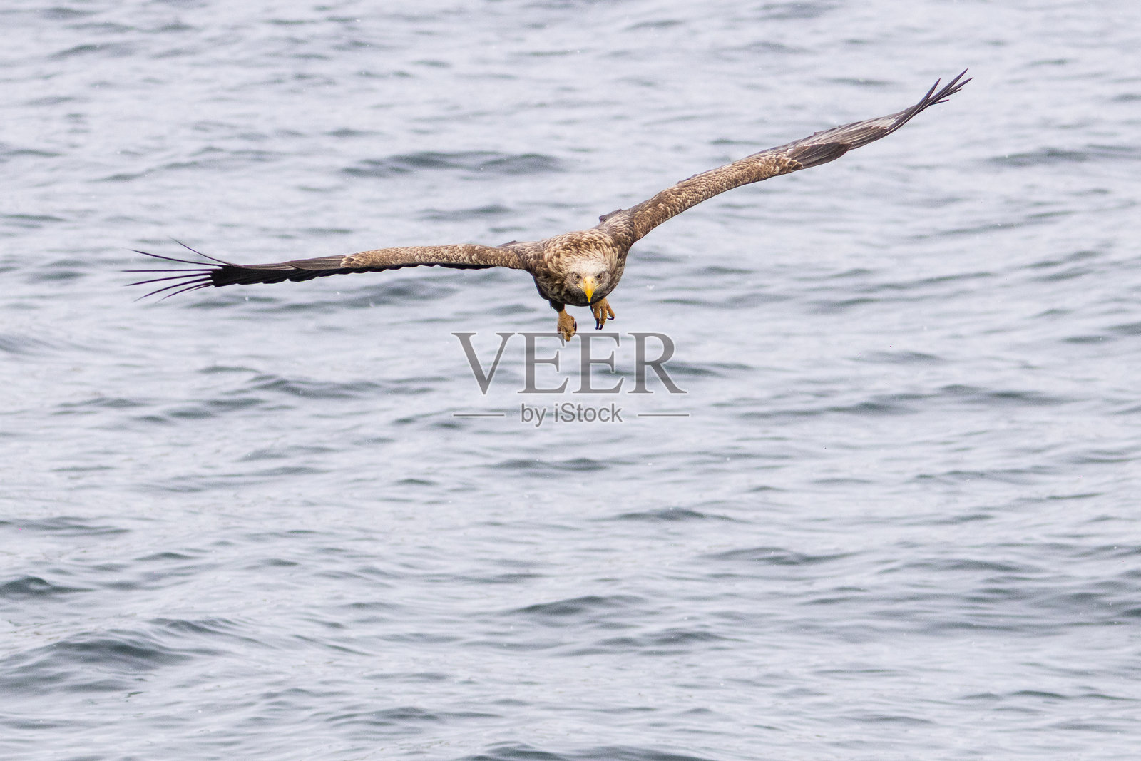 白尾海雕在冬季捕猎鱼类照片摄影图片