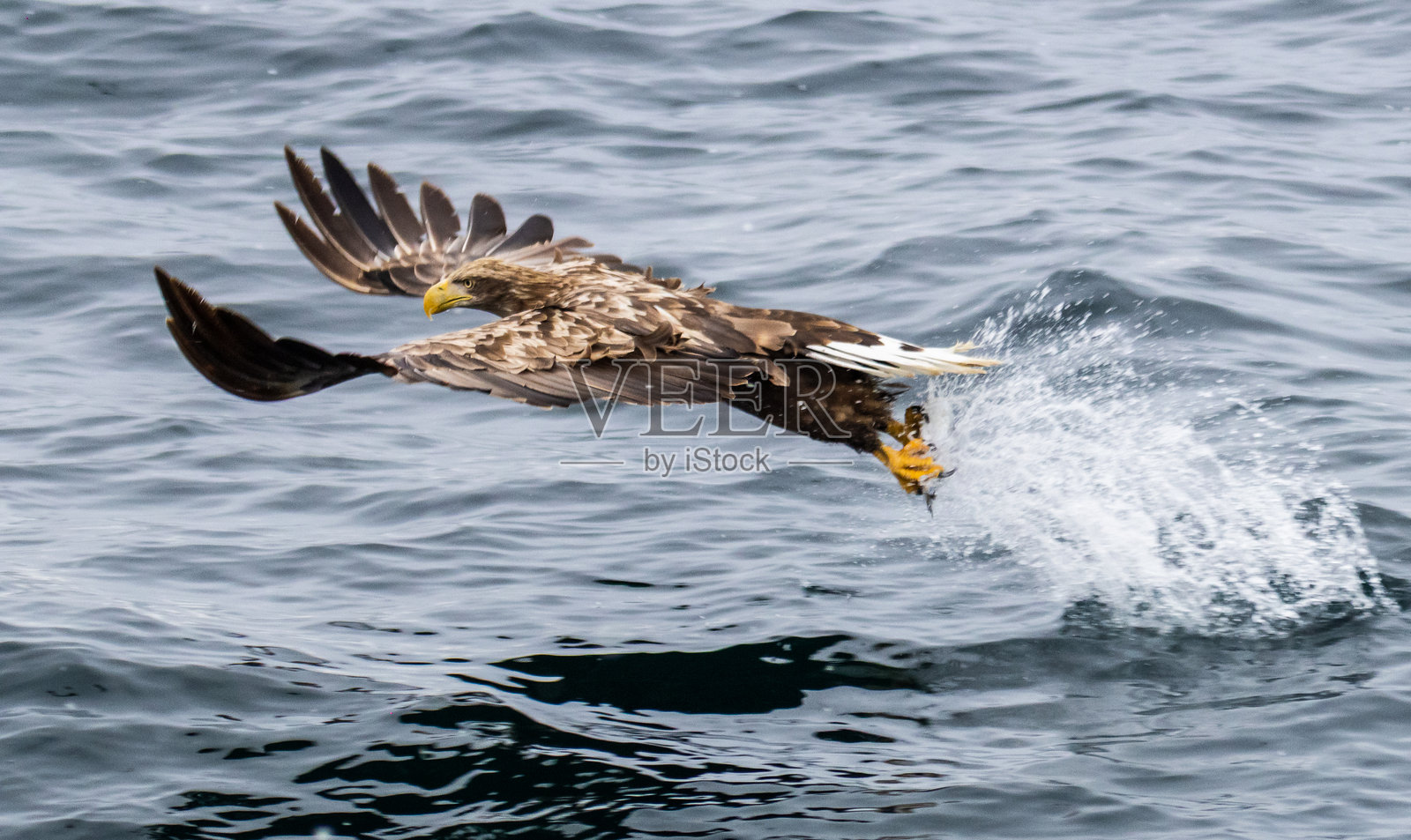 白尾海雕从海洋中捕捉鱼类照片摄影图片