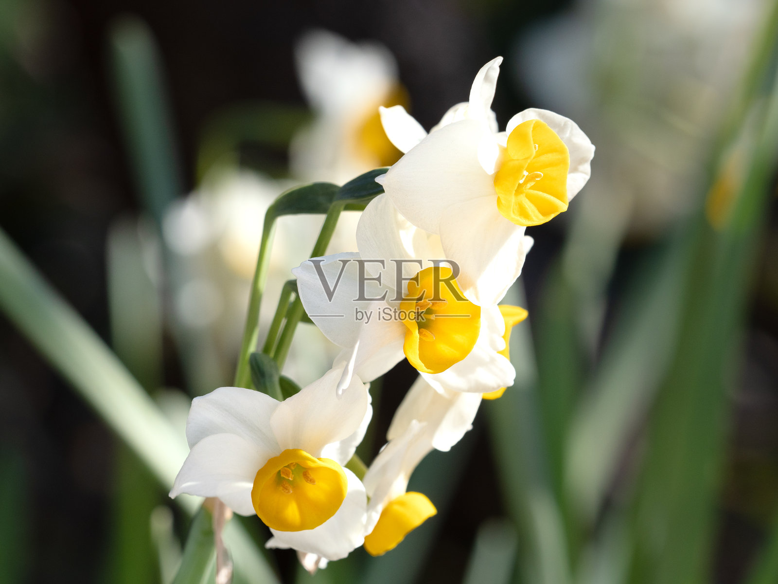 水仙花照片摄影图片