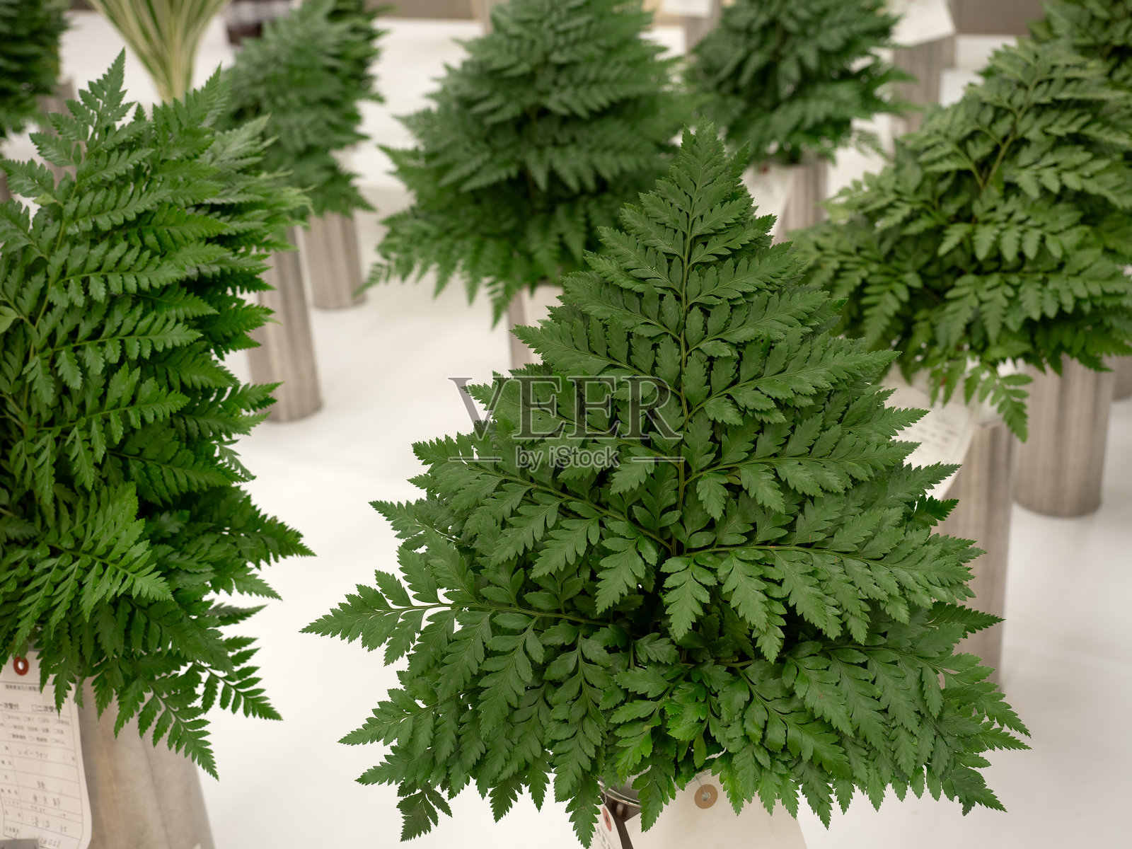 皮革扇叶照片摄影图片