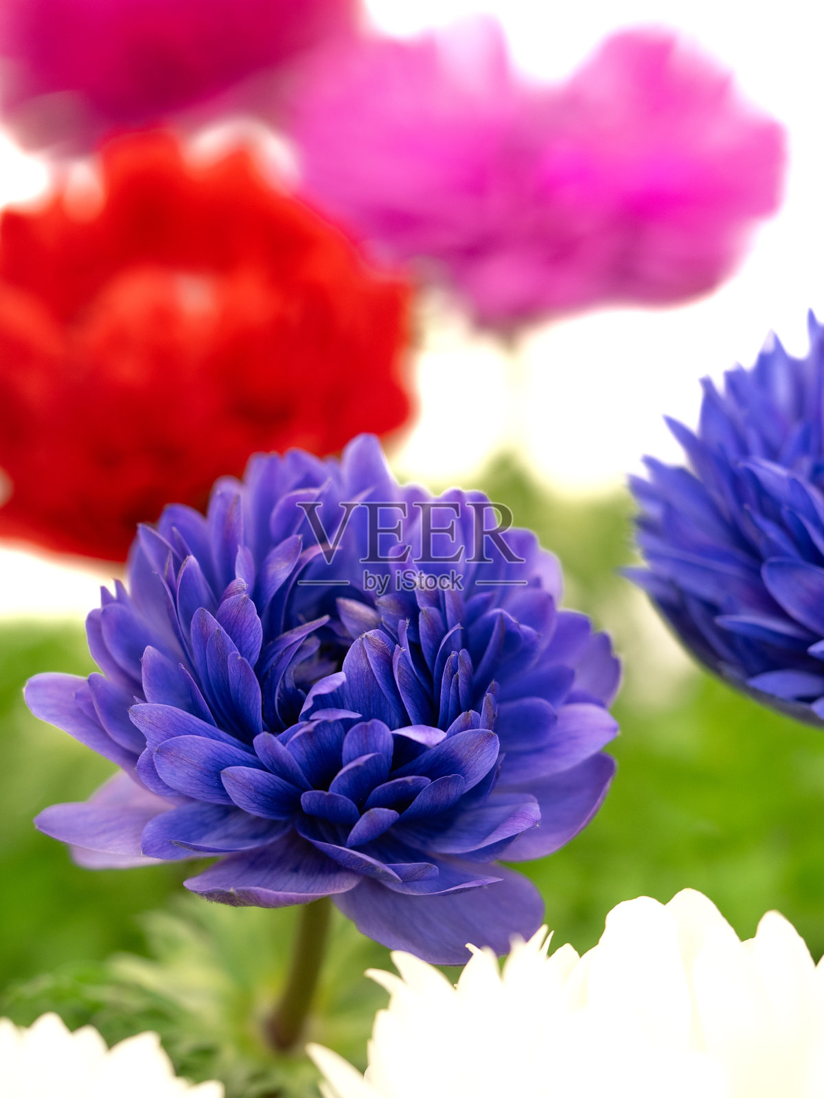 海葱花幼苗照片摄影图片