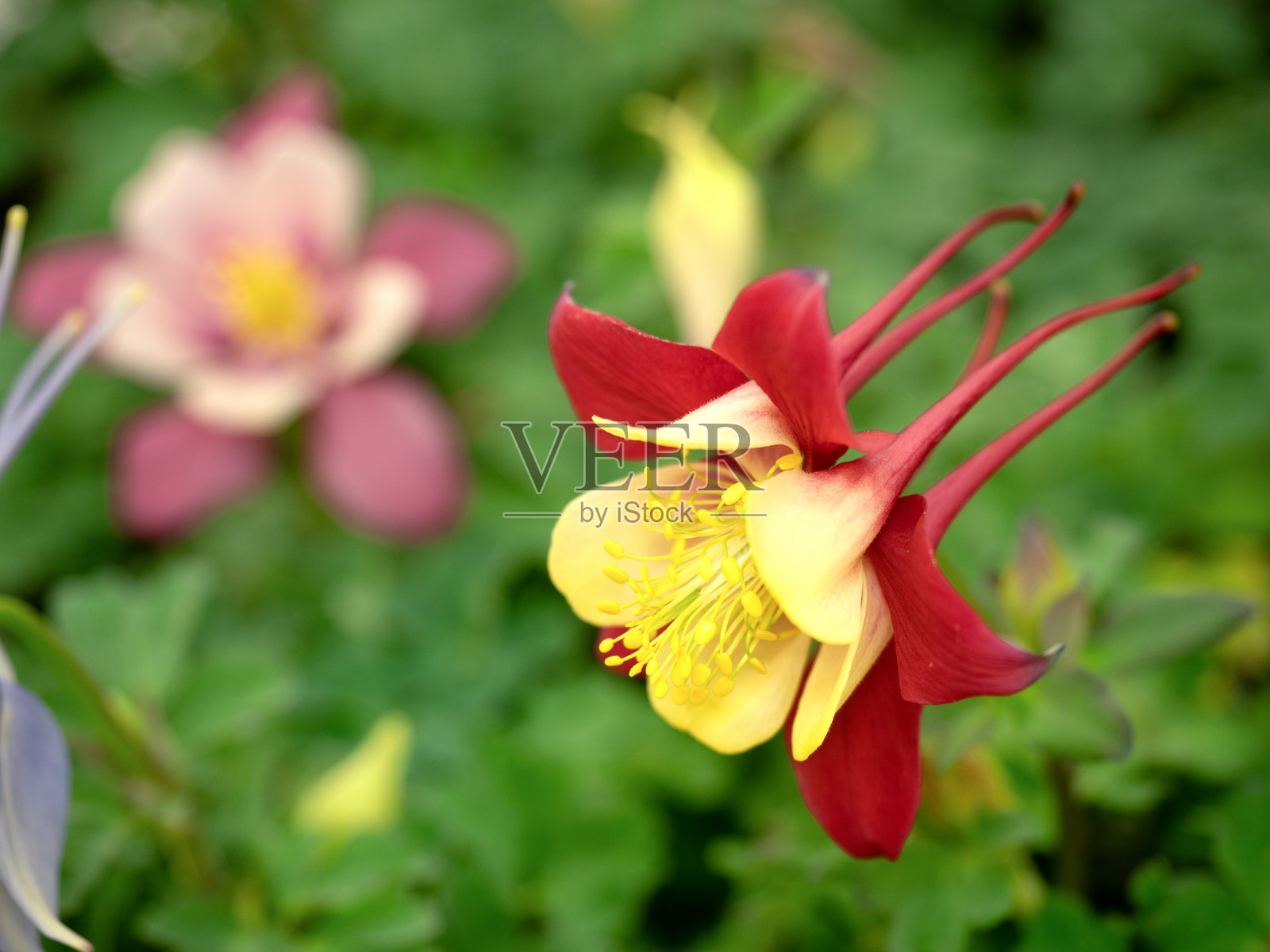 铁线莲幼苗照片摄影图片