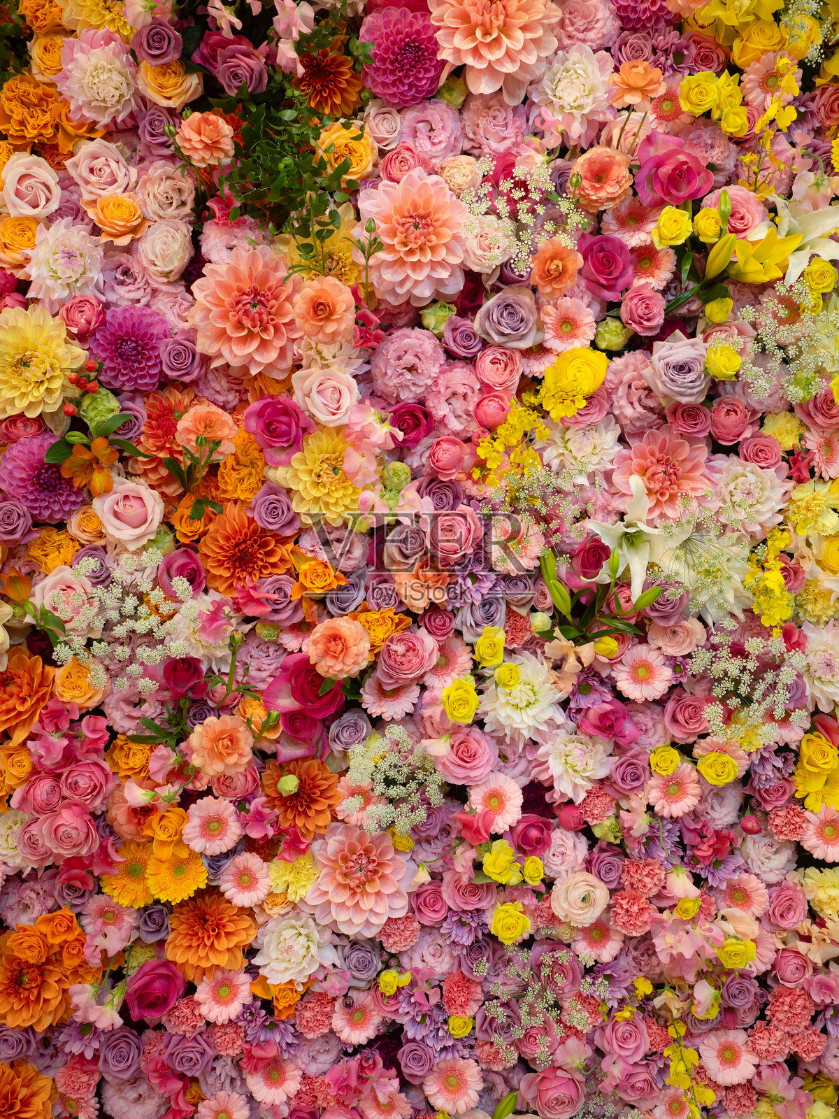 排列的花卉背景照片摄影图片