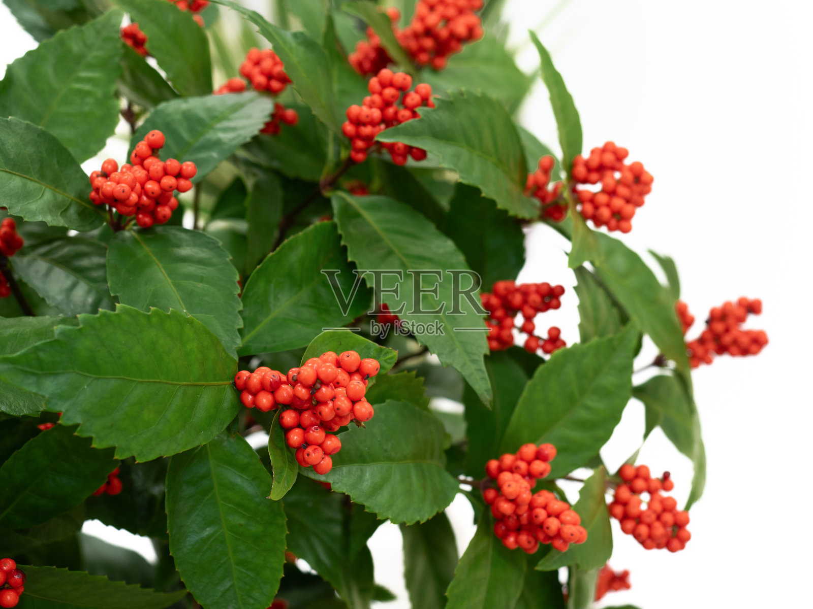 肉桂照片摄影图片