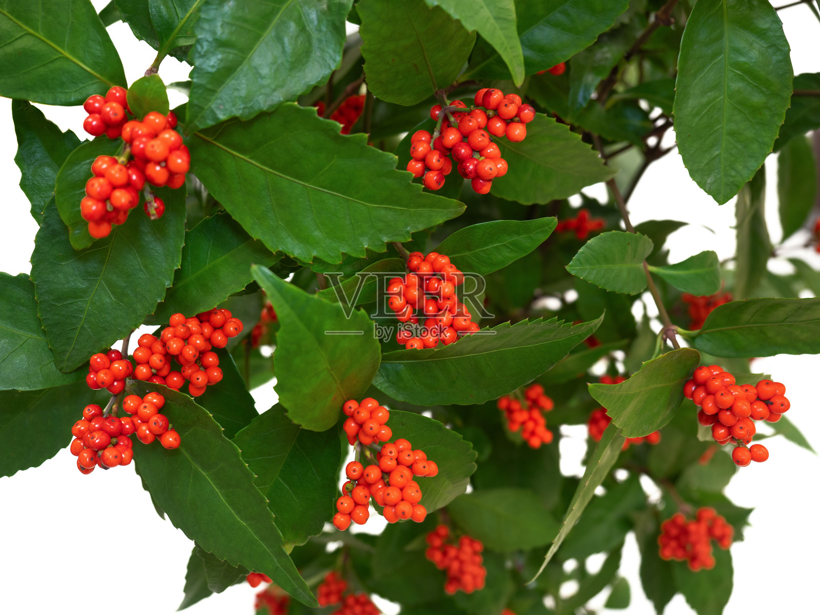 肉桂照片摄影图片