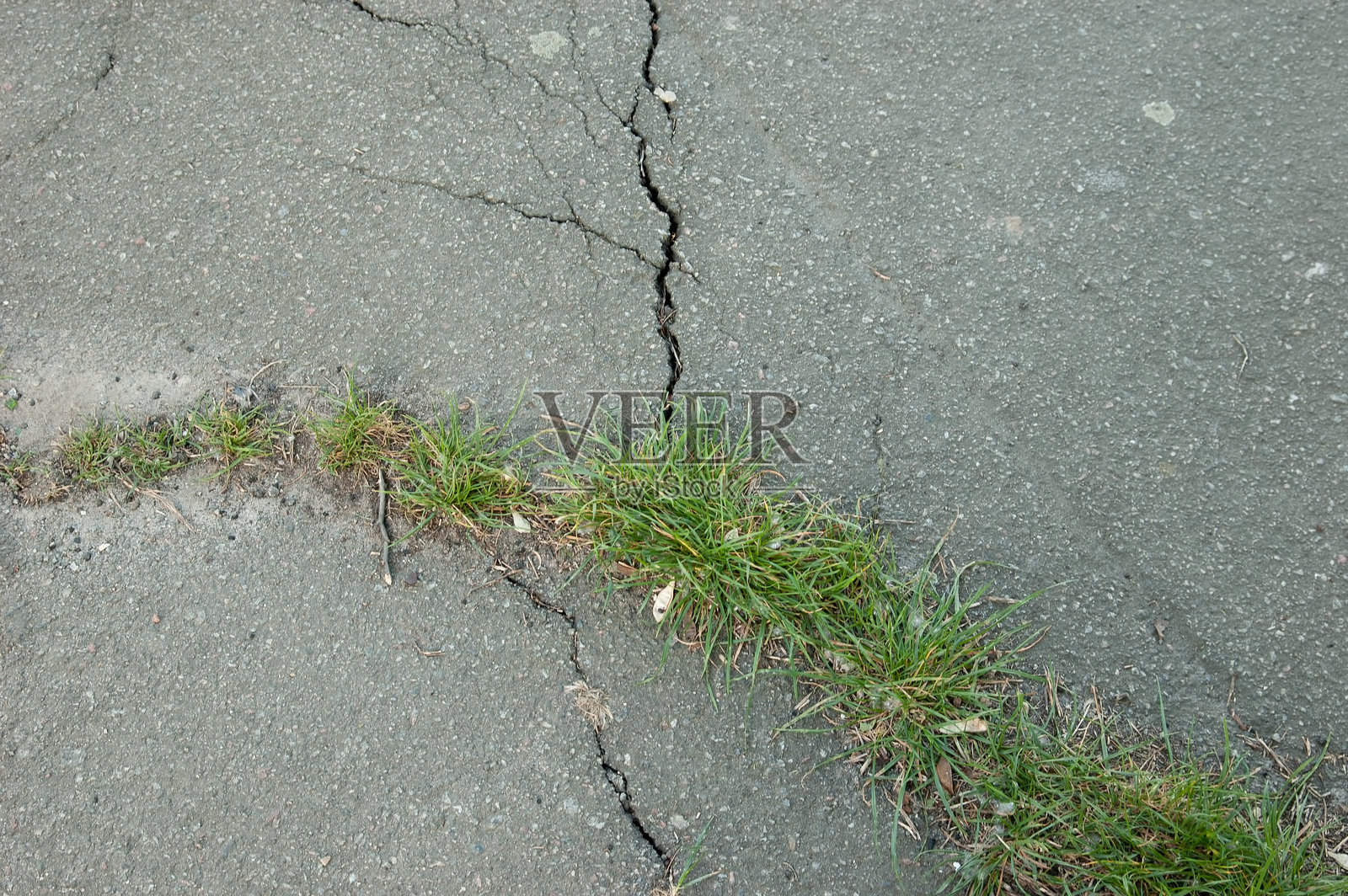 生命的力量：嫩绿的草坪突破了沥青路面照片摄影图片