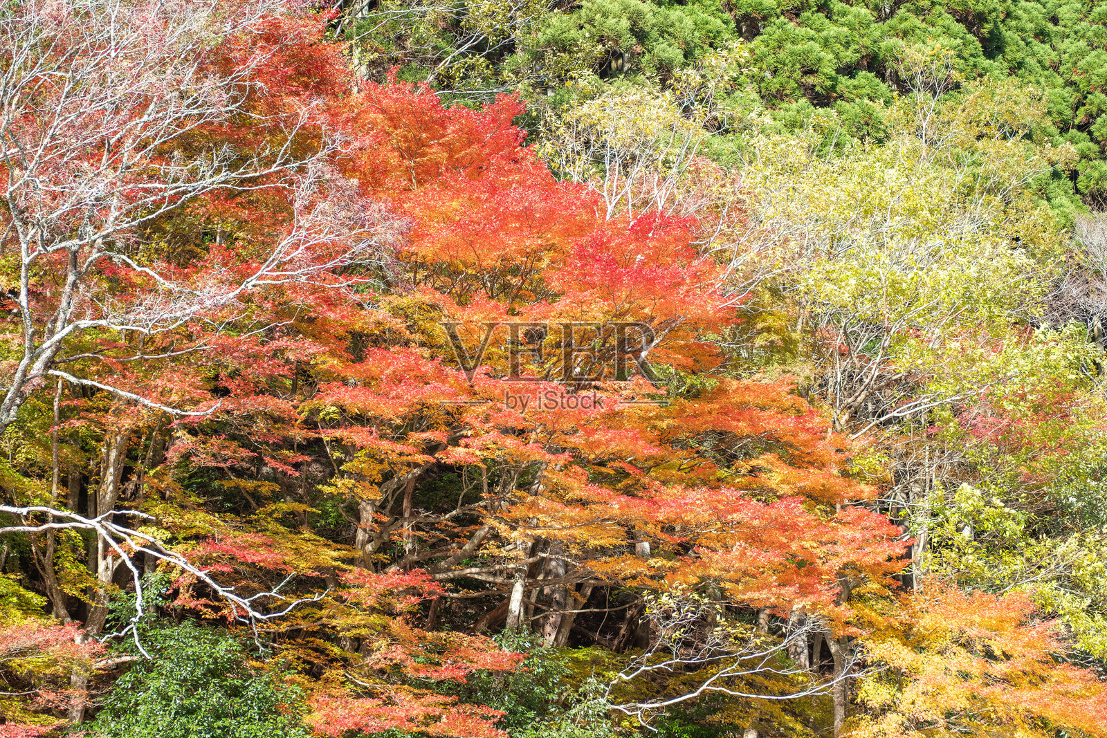 保津川沿岸的秋季树叶，鲜艳的红色和黄色叶子照片摄影图片