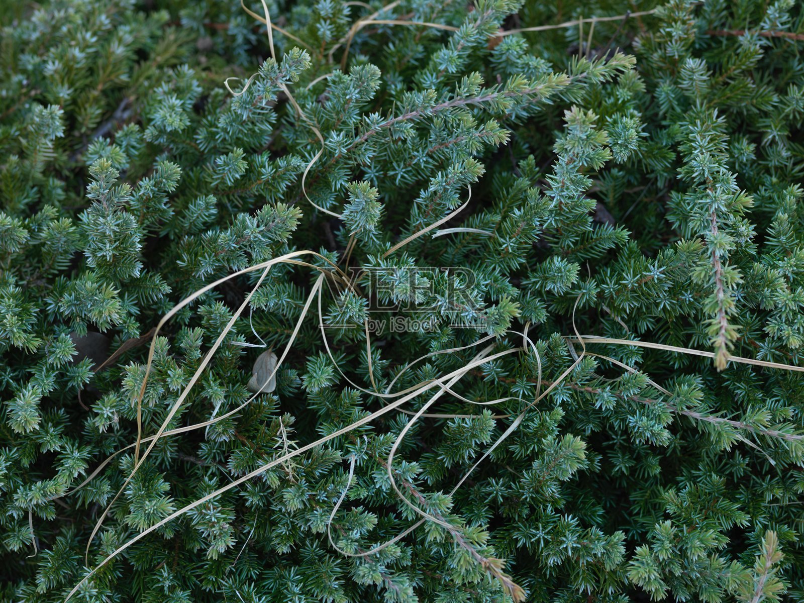 植物照片摄影图片