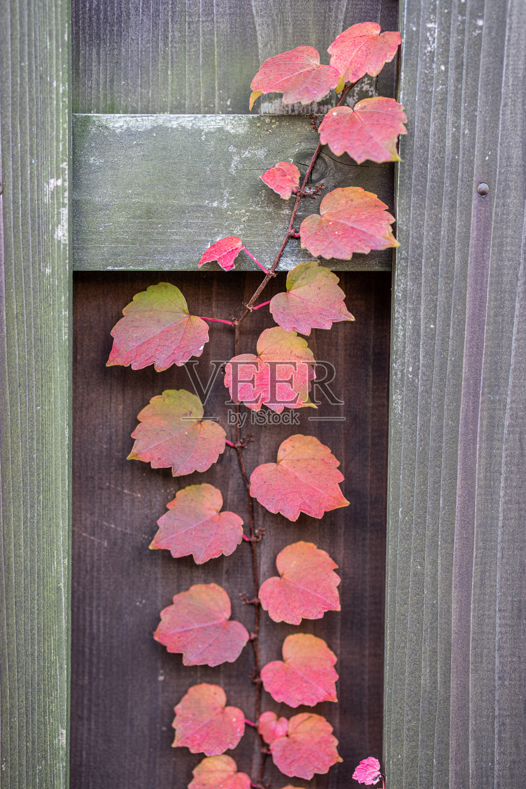 日本岚山木栅栏背景上的生机勃勃的常春藤叶子照片摄影图片