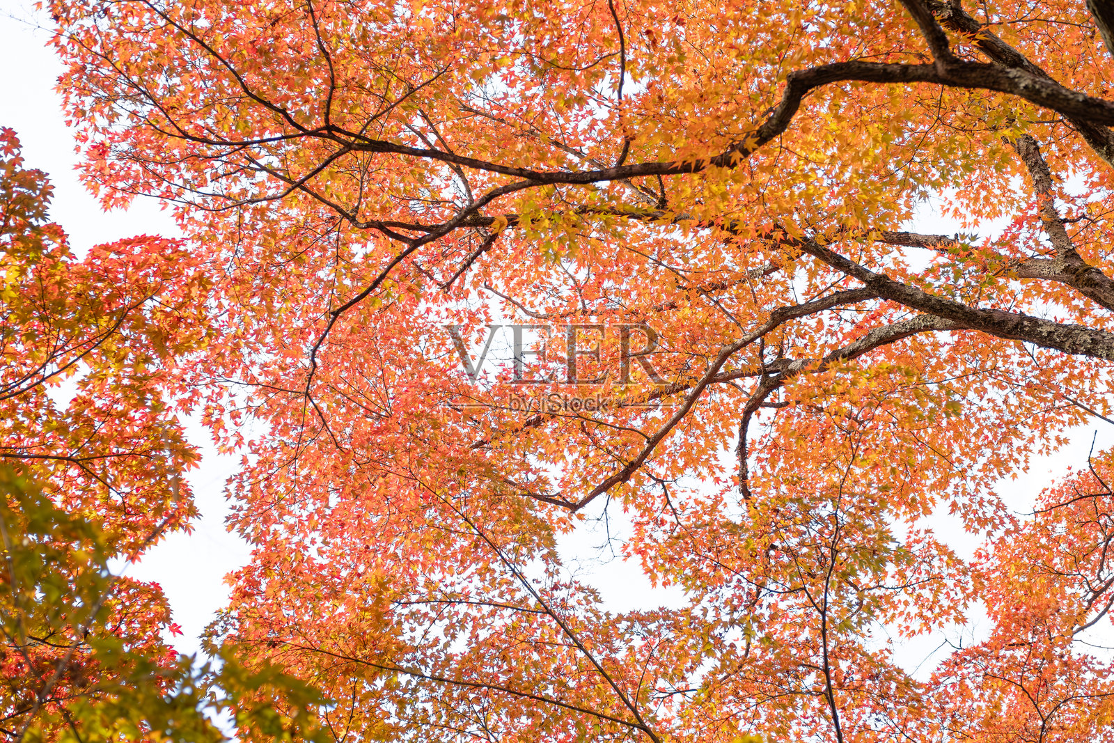 日本岚山明亮天空下的五彩斑斓的秋叶照片摄影图片