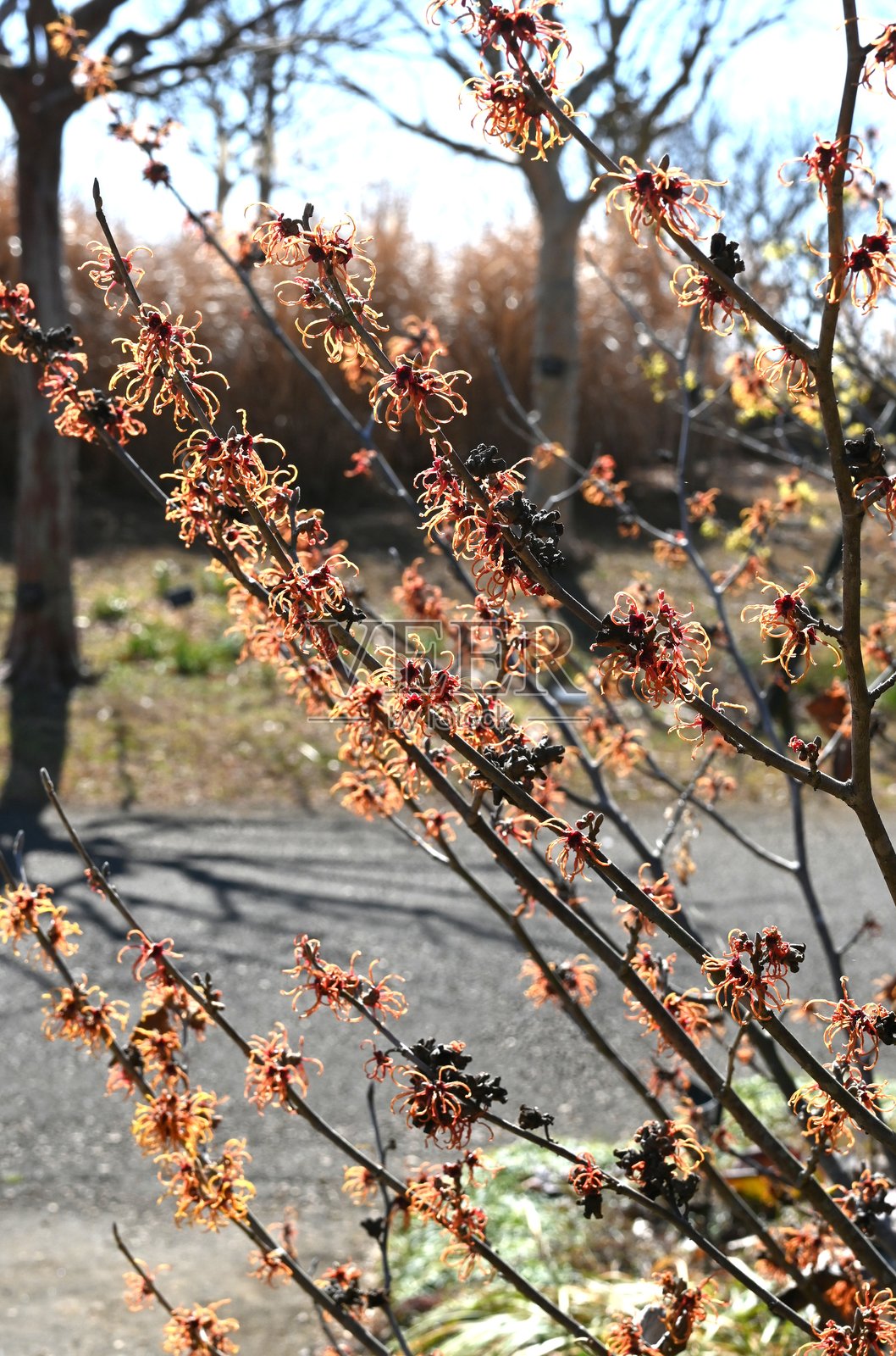 日本金缕梅（Hamamelis japonica）花。金缕梅科落叶灌木。照片摄影图片