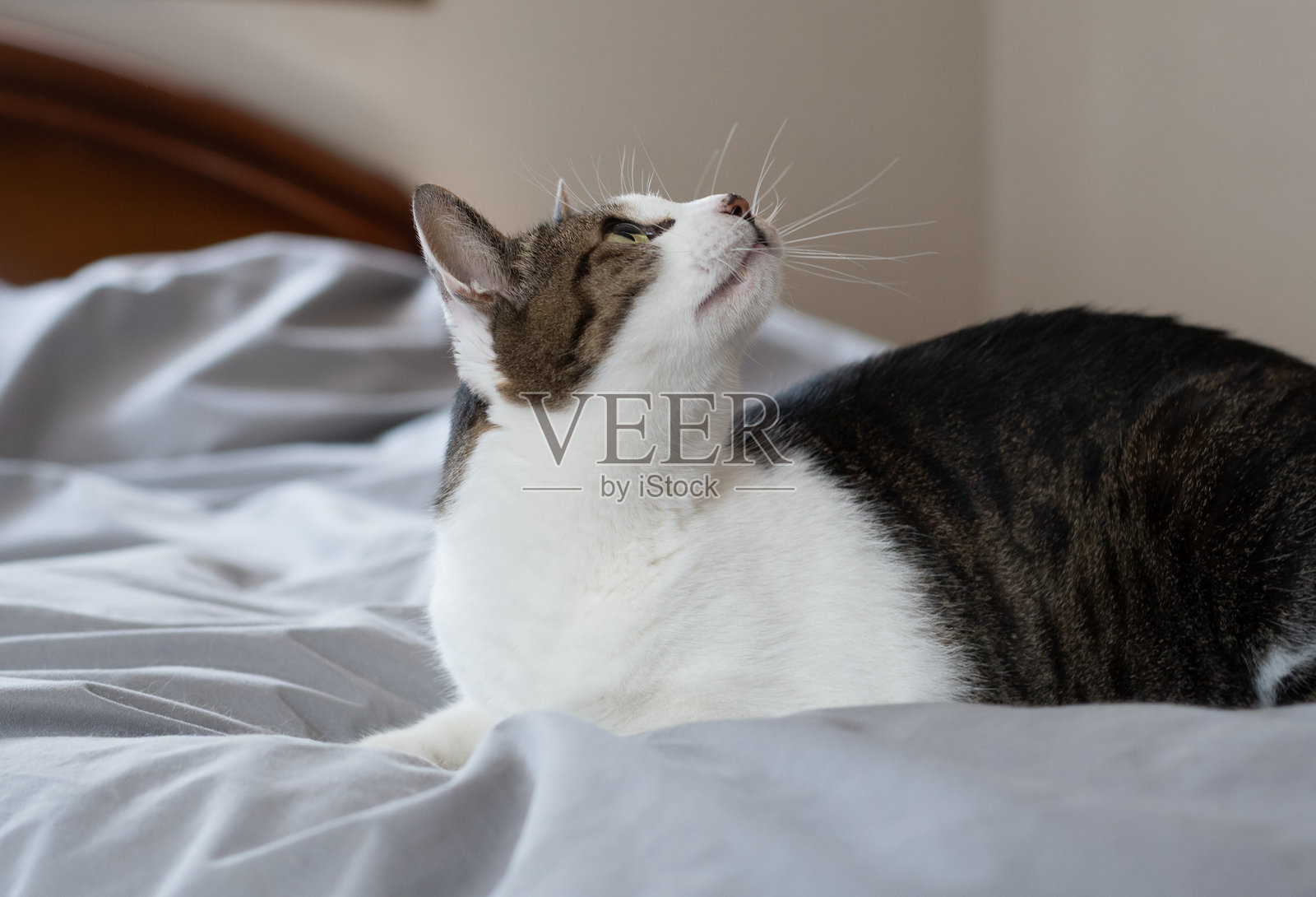 可爱的猫咪躺在床上照片摄影图片