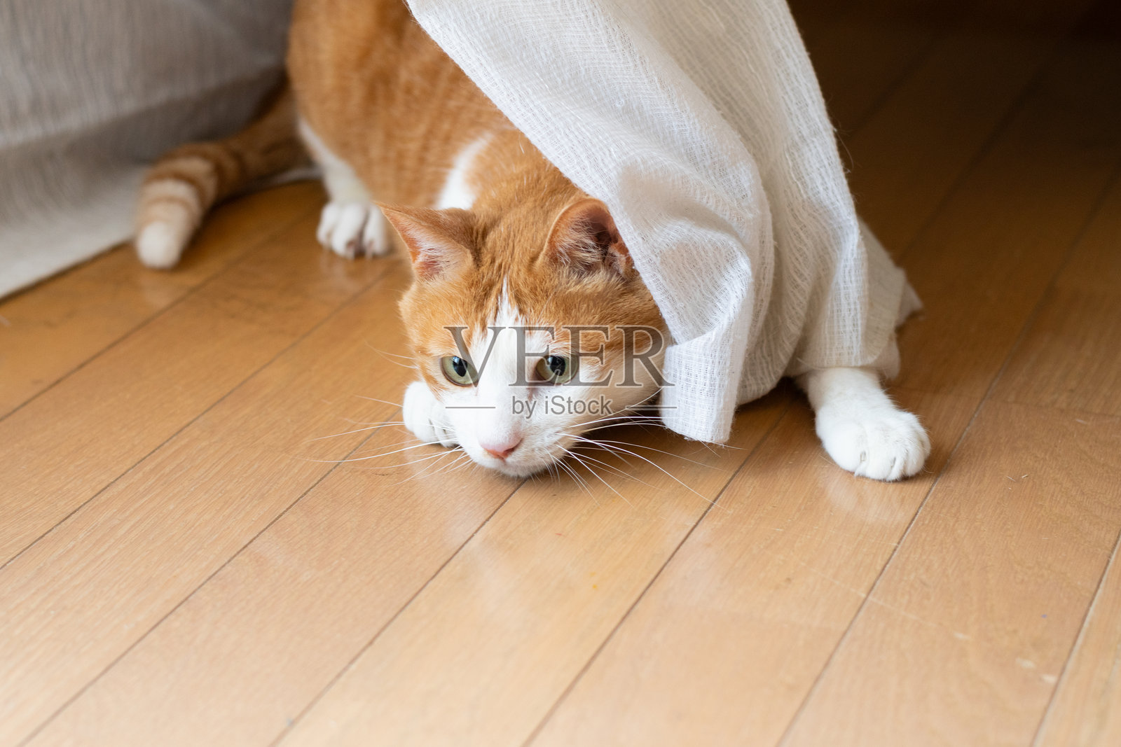 一只可爱的猫咪从窗帘缝隙中探出头来照片摄影图片