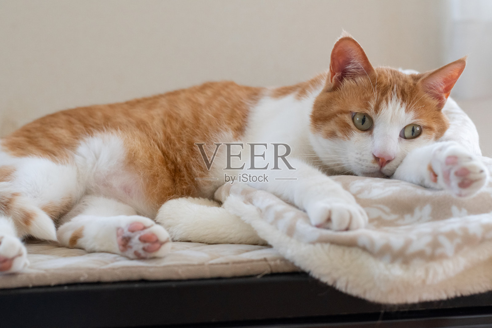 一只可爱的猫咪在它最喜欢的地方放松。照片摄影图片