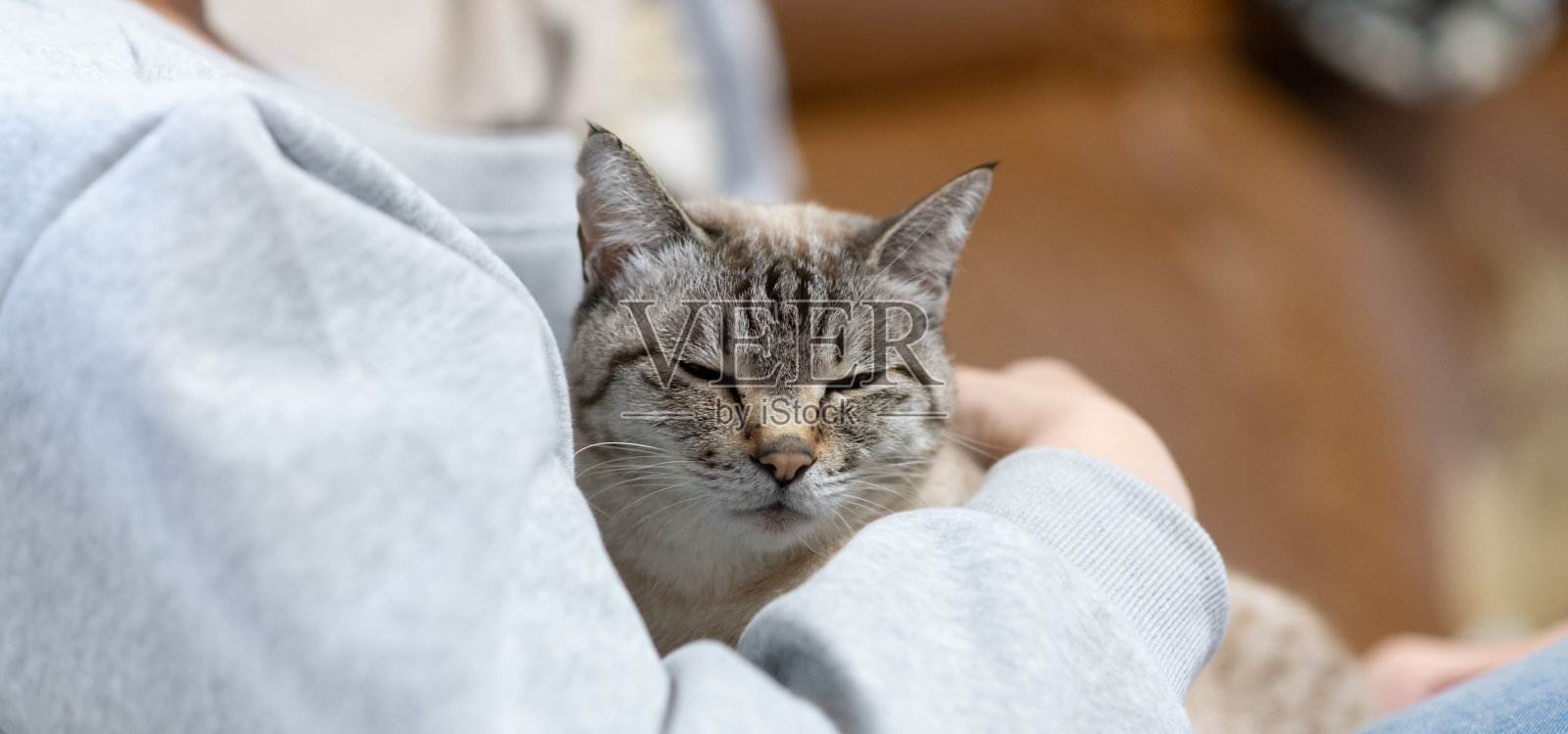 主人拥抱他可爱的猫咪照片摄影图片