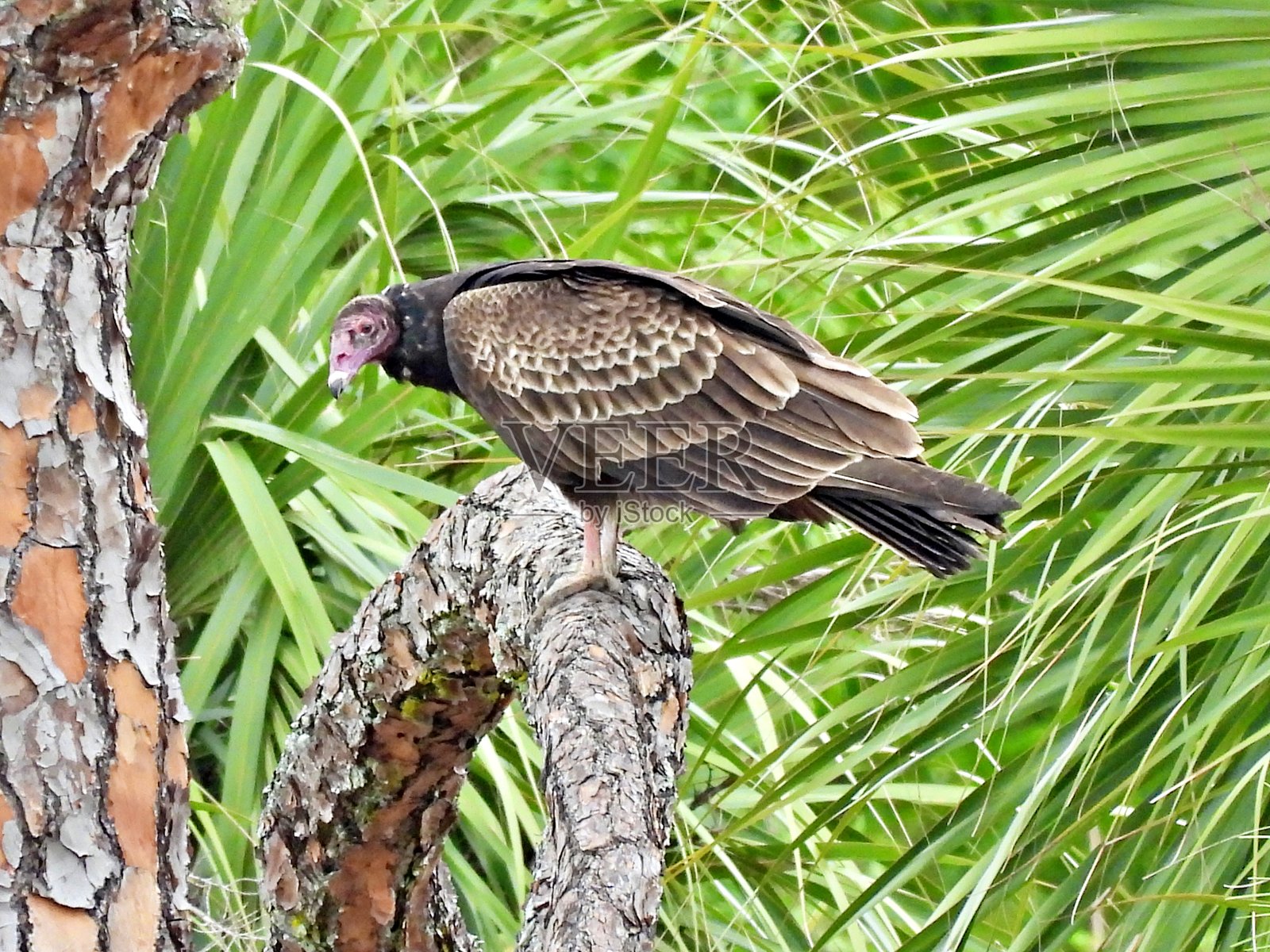 火鸡秃鹰（Cathartes aura）- 栖息在树上，周围环绕着棕榈叶照片摄影图片
