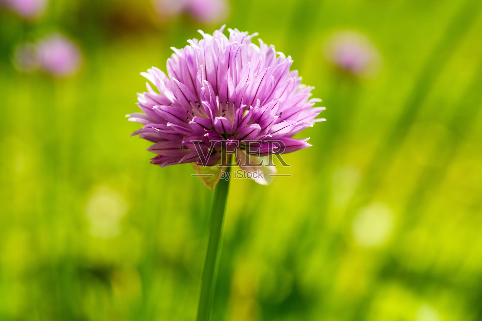 草地上的韭菜花照片摄影图片