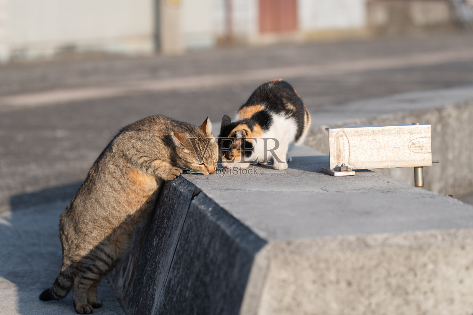 两只猫在吃食物照片摄影图片