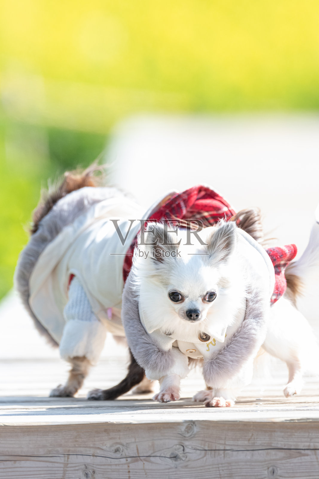 两只可爱的狗狗并肩奔跑照片摄影图片