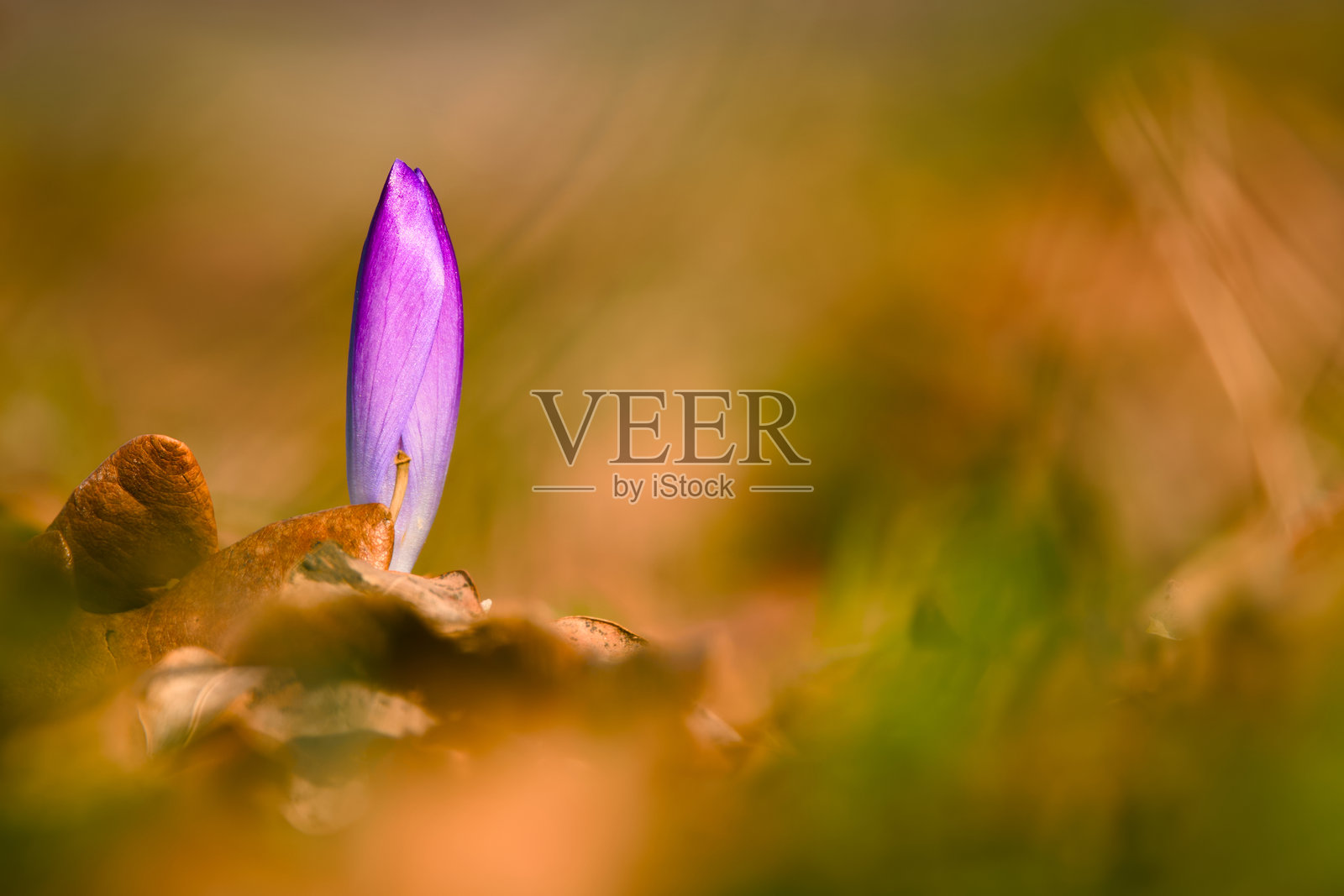 紫色番红花特写照片摄影图片