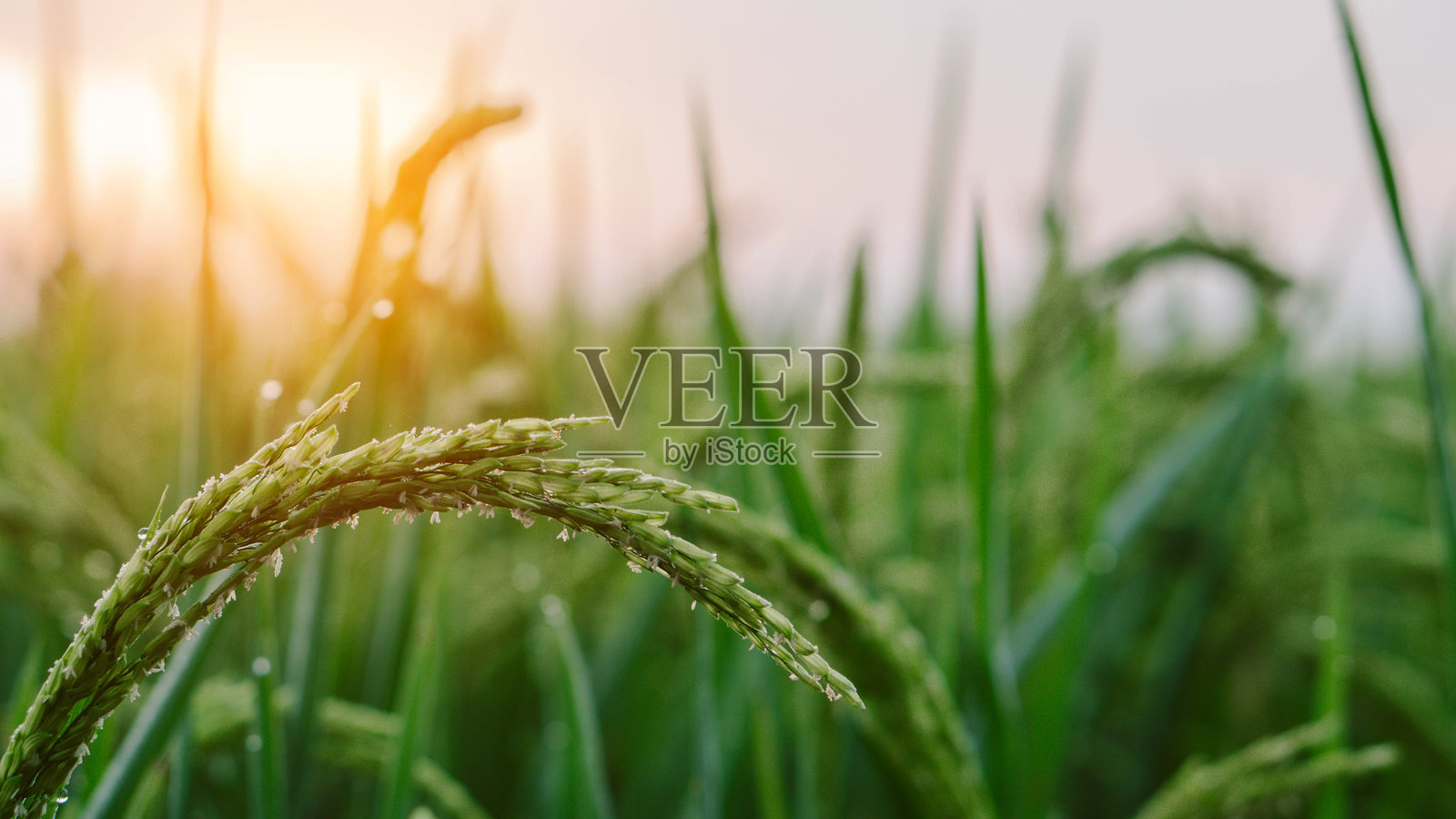 夕阳西下时绿色稻田的特写，稻谷开始结穗。照片摄影图片