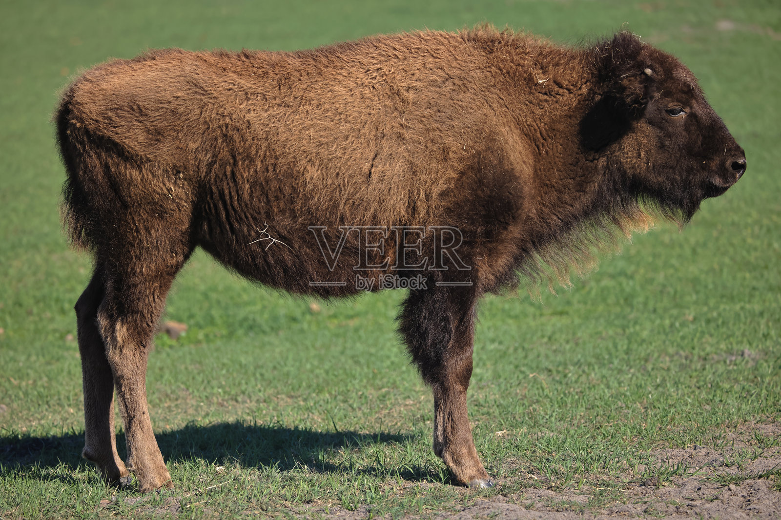 小牛站立全身照照片摄影图片