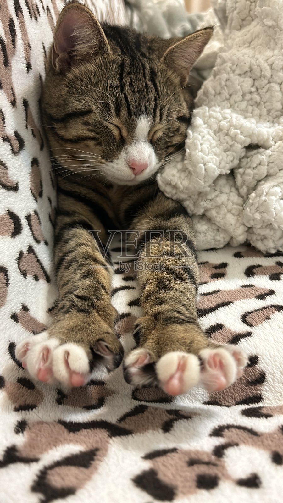 可爱放松的猫姿势。快乐的家猫在沙发上以不同搞笑的姿势睡觉，让我们微笑。仰卧的睡猫。宠物。照片摄影图片