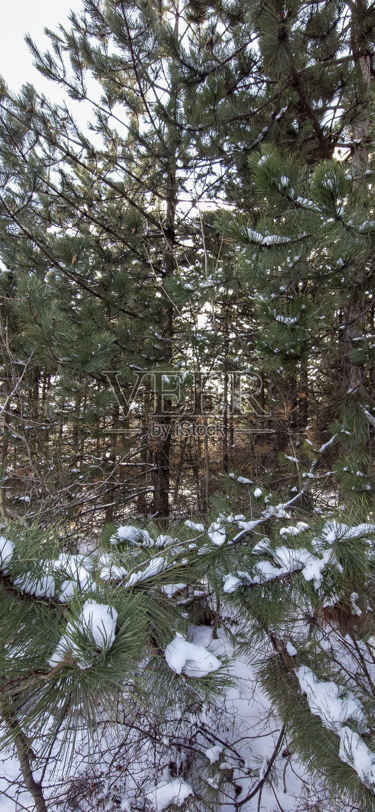 冬季雪覆盖的松树林与常青树照片摄影图片