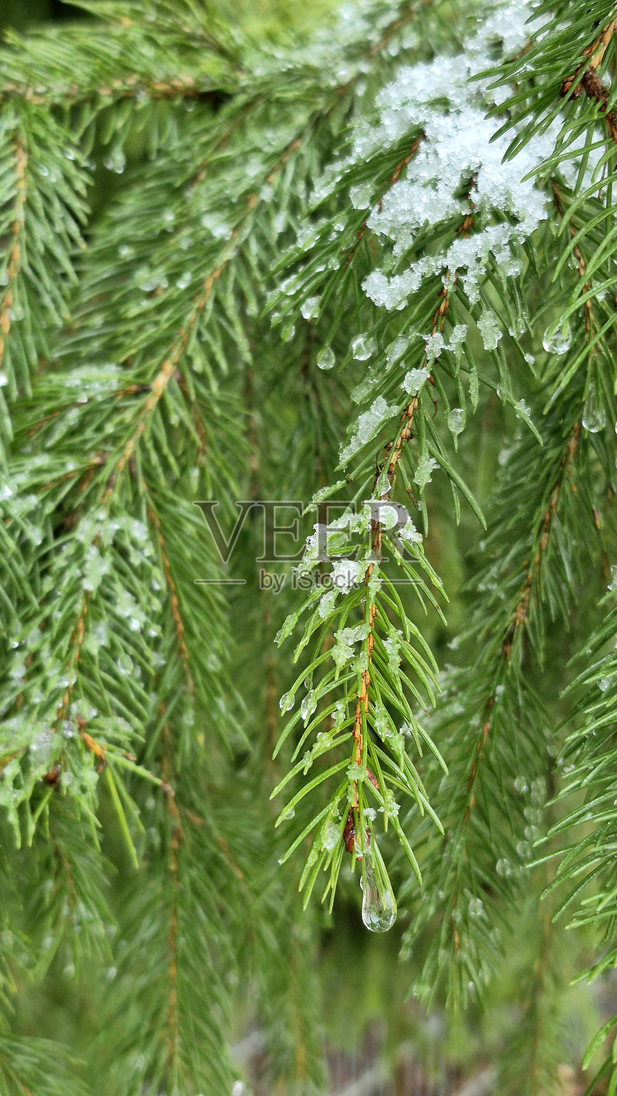 雪松树枝在雪中。冬季细节照片摄影图片