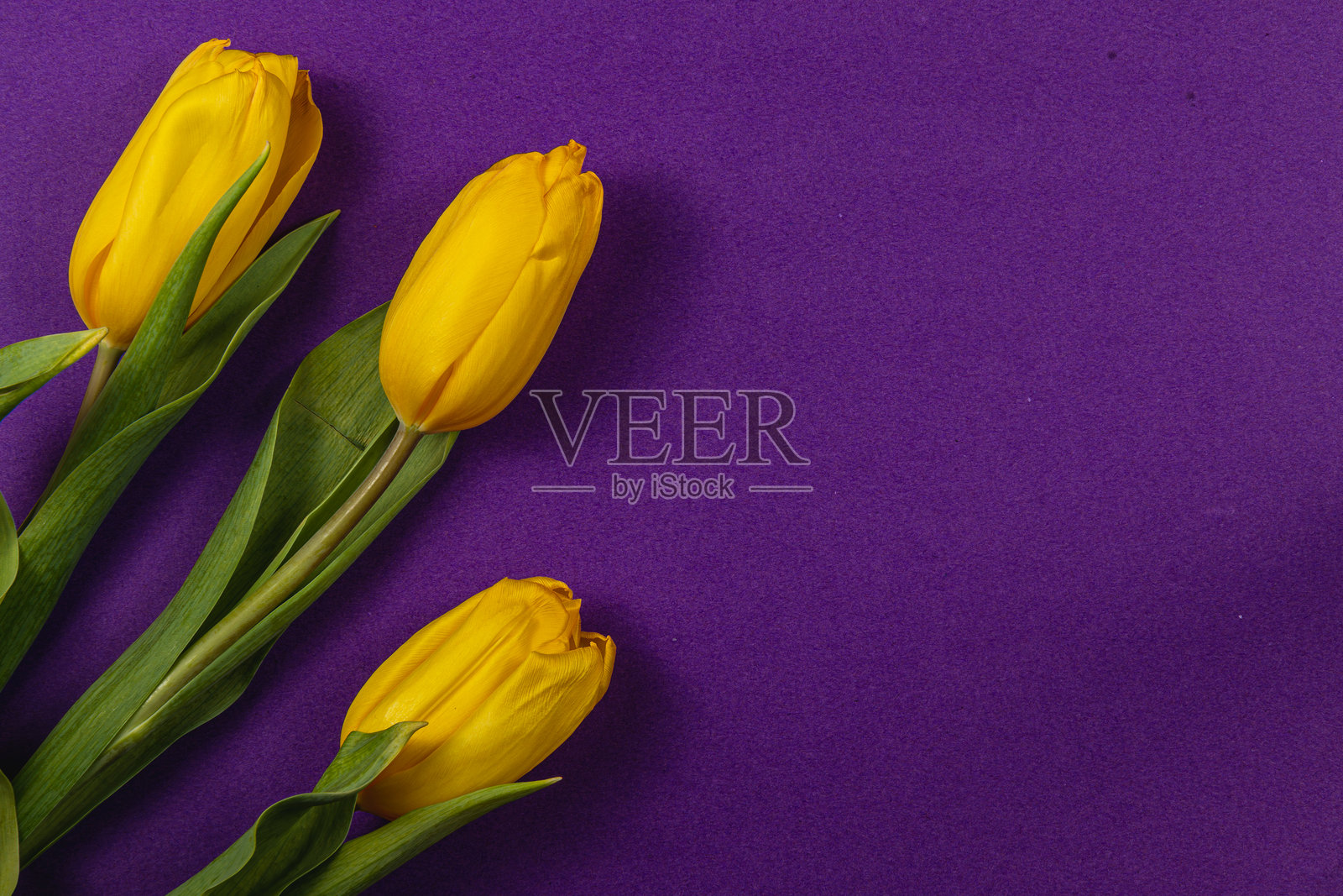 明亮的黄色郁金香在紫色背景上，适合春季场合和庆祝活动照片摄影图片