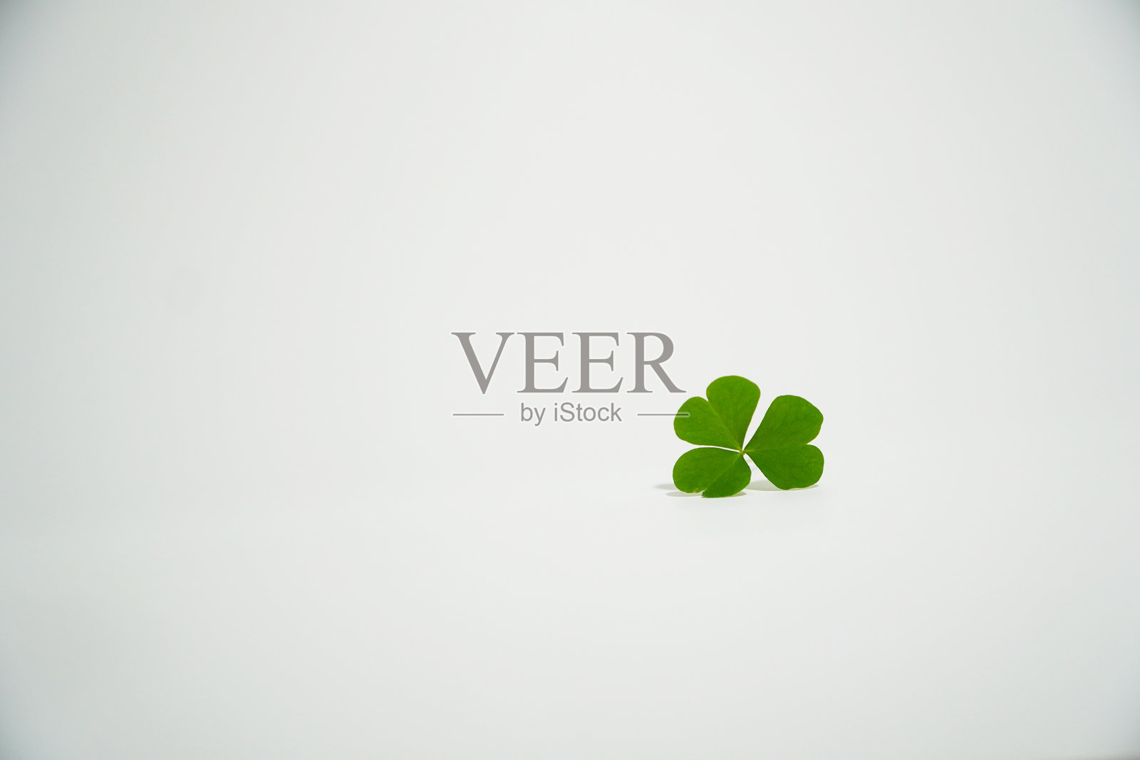 白色背景上的三叶草照片摄影图片