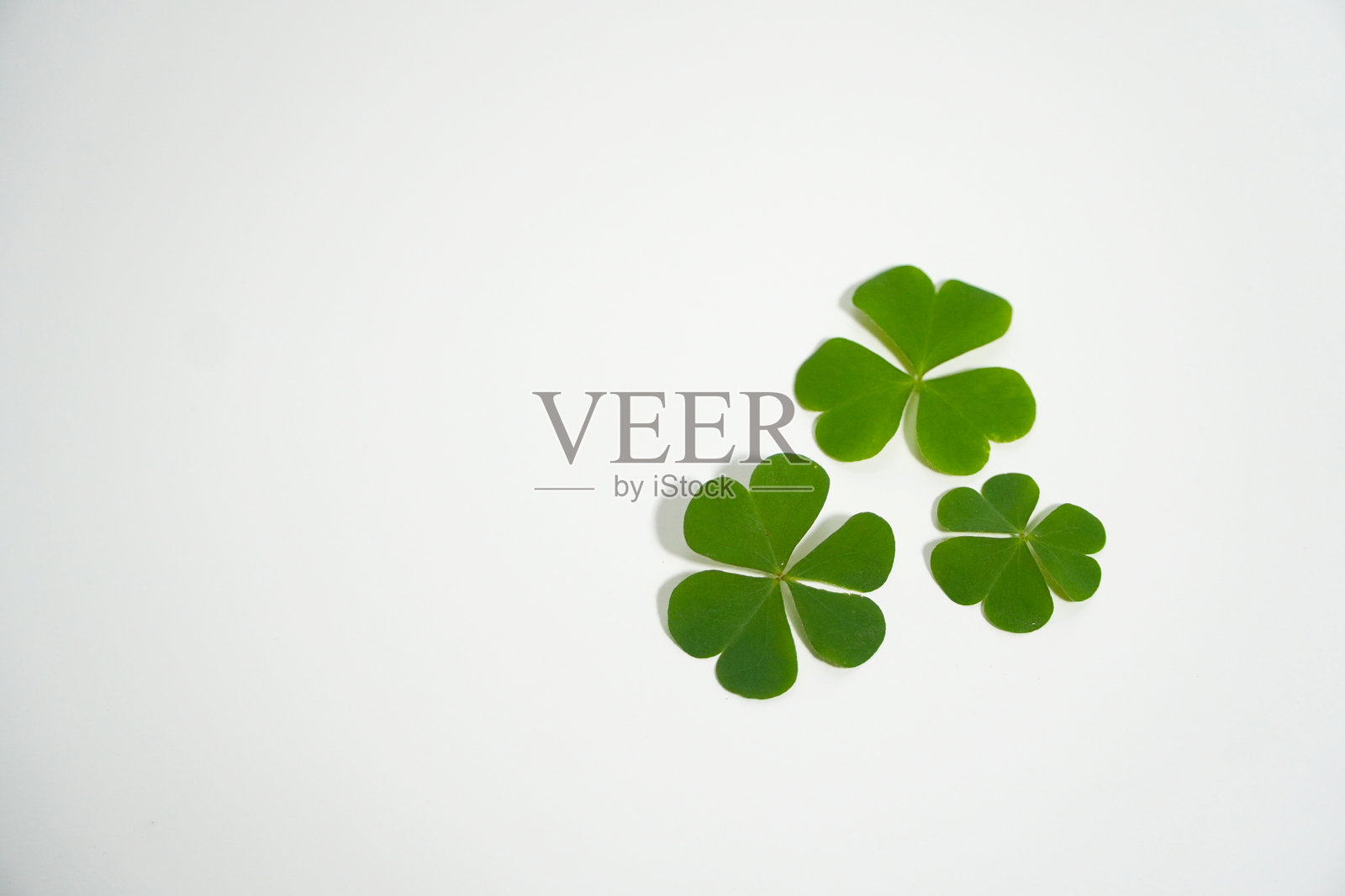 三叶草叶子集合，孤立在白色背景上照片摄影图片