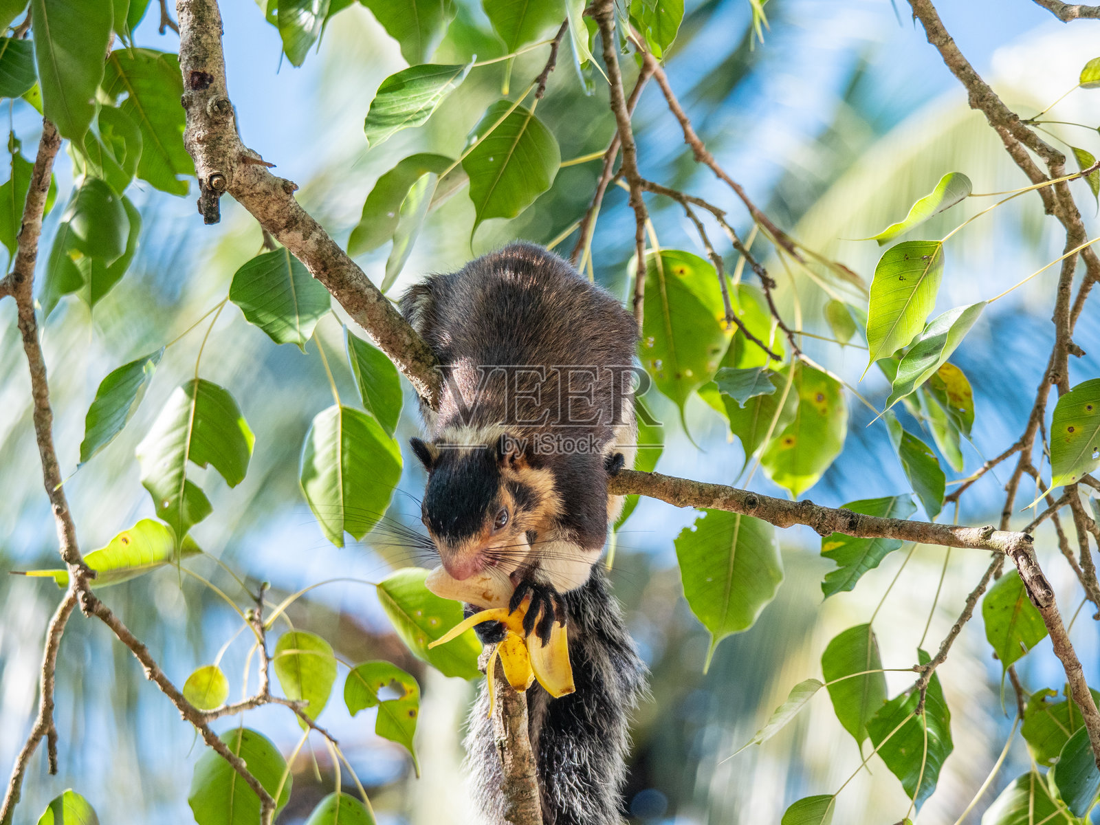斯里兰卡马杜甘加：一只毛发斑白的巨松鼠照片摄影图片