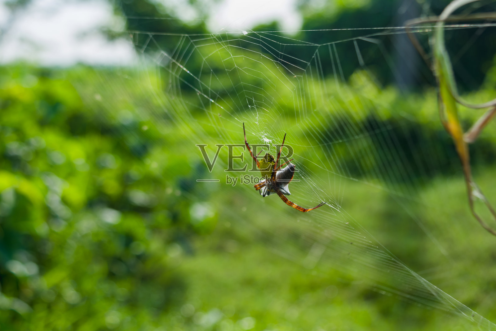 蜘蛛在它们的网中捕捉昆虫照片摄影图片