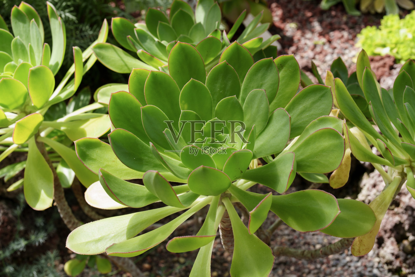 加那利多肉植物，或称加那利艾奥尼乌姆。照片摄影图片