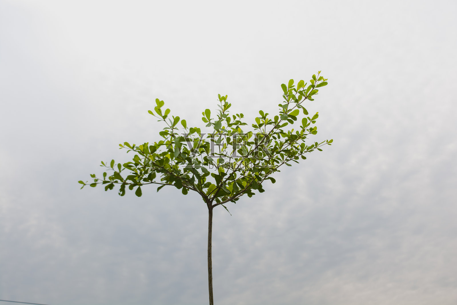 年轻植物与多云的天空照片摄影图片