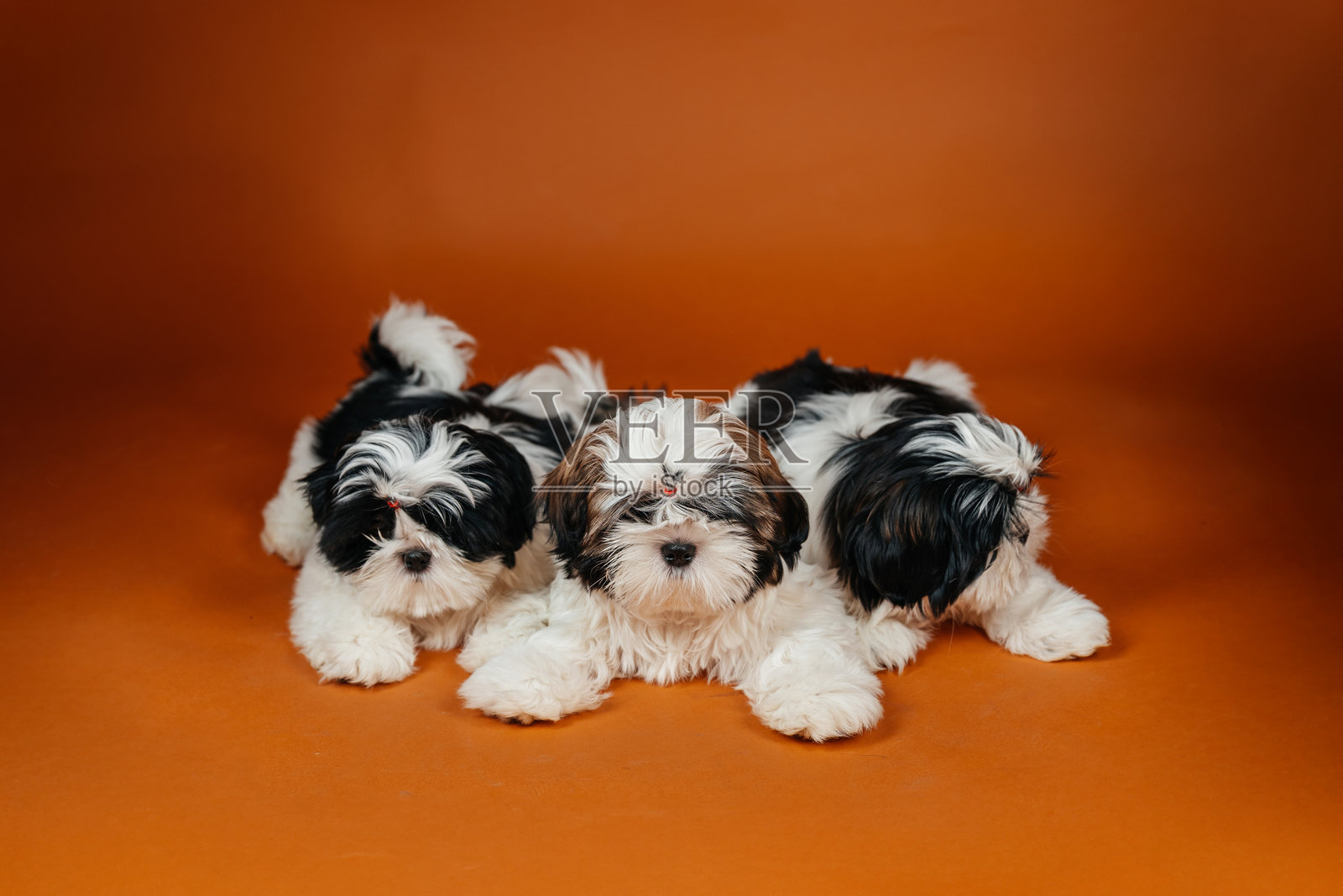 小狮子狗幼崽躺在橙色背景上。年轻的纯种狗幼崽在彩色背景上。照片摄影图片