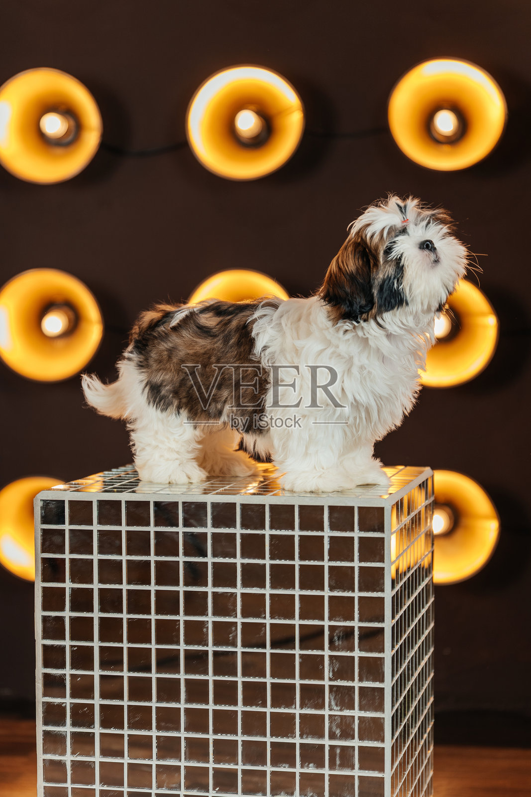 西施犬小狗在灯笼背景下。纯种狗的小狗在聚光灯照射的房间里。照片摄影图片