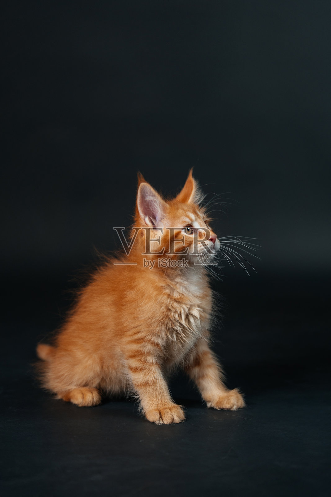 黑色背景上的橙色缅因猫小猫。年轻的纯种缅因猫，深金色。照片摄影图片