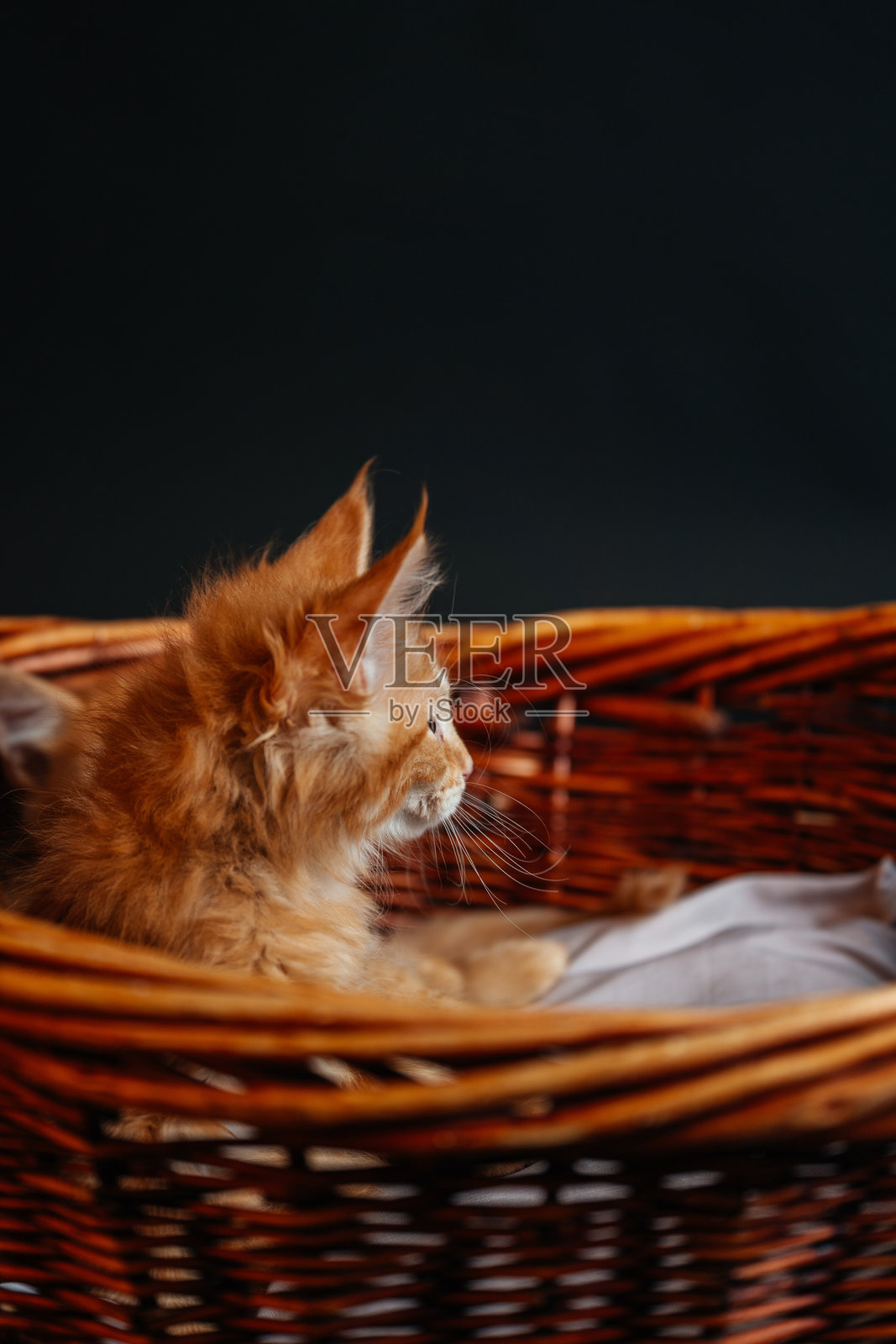 橙色的缅因猫小猫在木篮子里。年轻的纯种缅因猫，深金色，背景为黑色。照片摄影图片