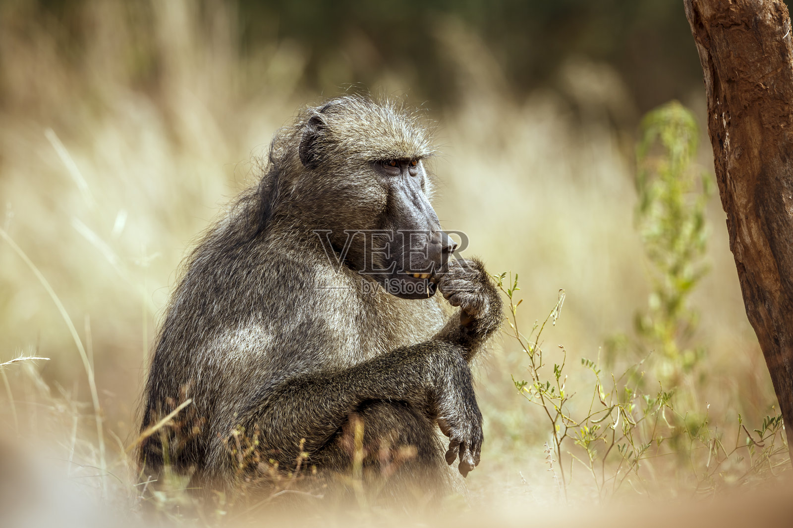 南非大克鲁格国家公园的查克马狒狒照片摄影图片