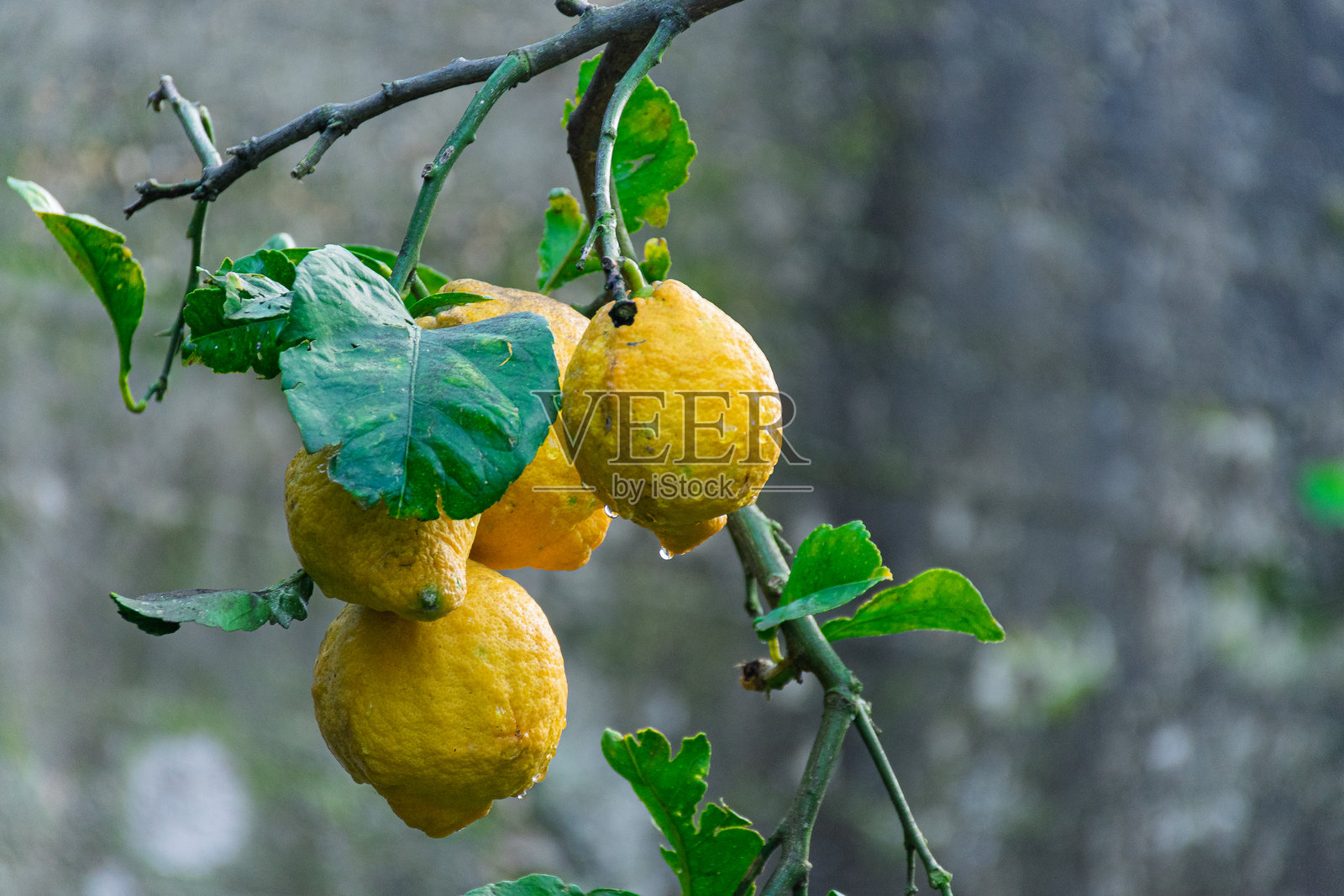 生机勃勃的柠檬树上结满了成熟的黄色果实，周围环绕着绿色的叶子。照片摄影图片