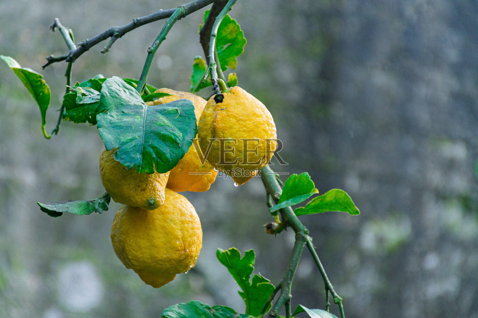 生机勃勃的柠檬树上结满了成熟的黄色果实，周围环绕着绿色的叶子。照片摄影图片