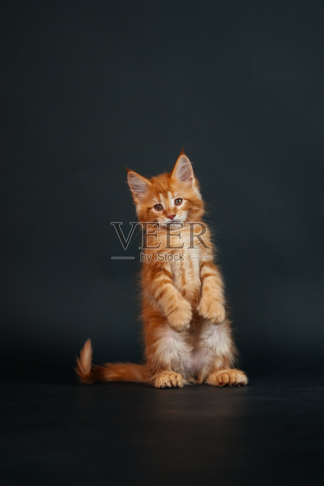 黑色背景上的橙色缅因猫小猫。年轻的纯种缅因猫，深金色。照片摄影图片