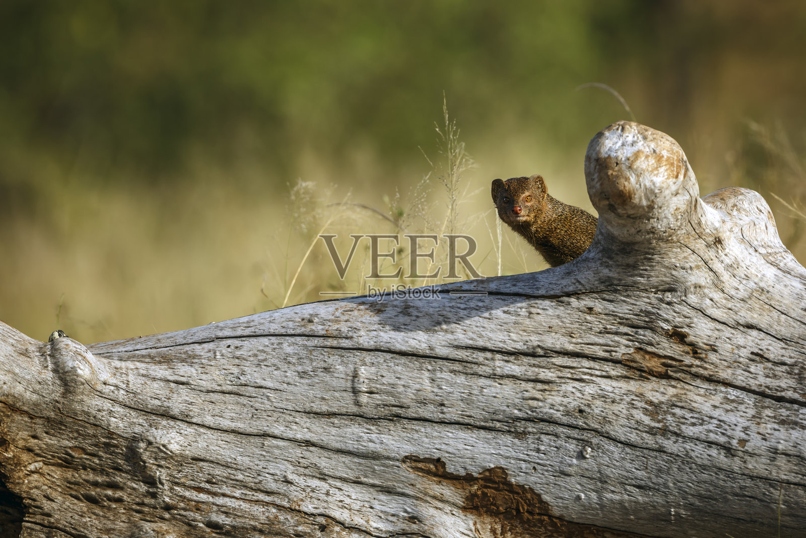 南非大克鲁格国家公园的细长猫鼬照片摄影图片