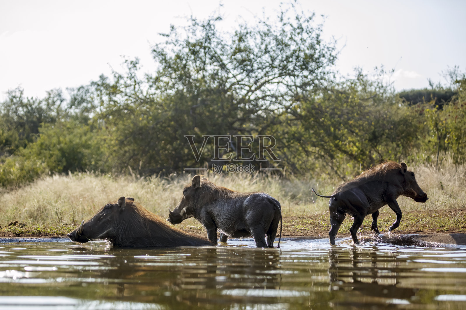 南非大克鲁格国家公园的普通疣猪照片摄影图片