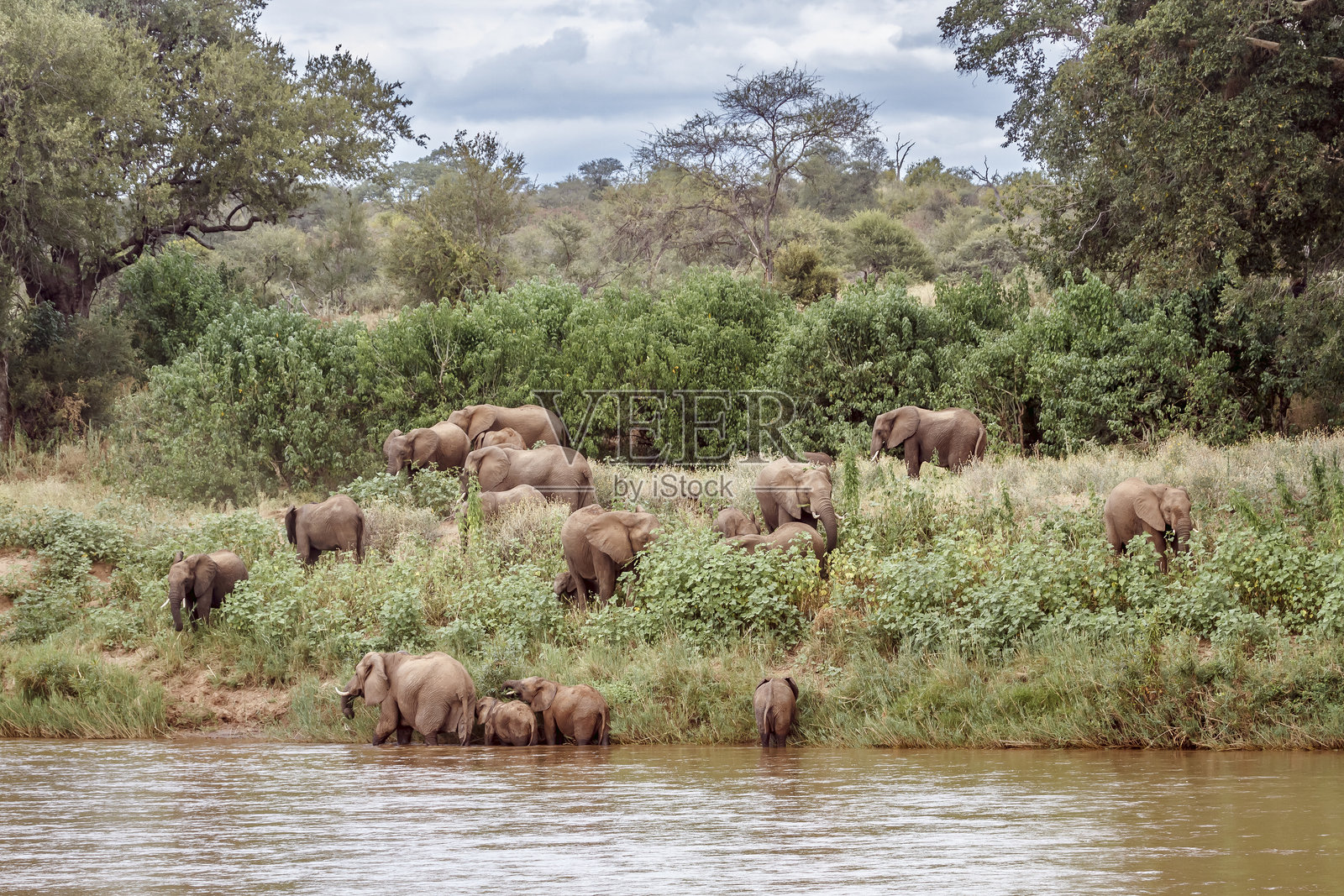 南非克鲁格国家公园的非洲草原大象照片摄影图片